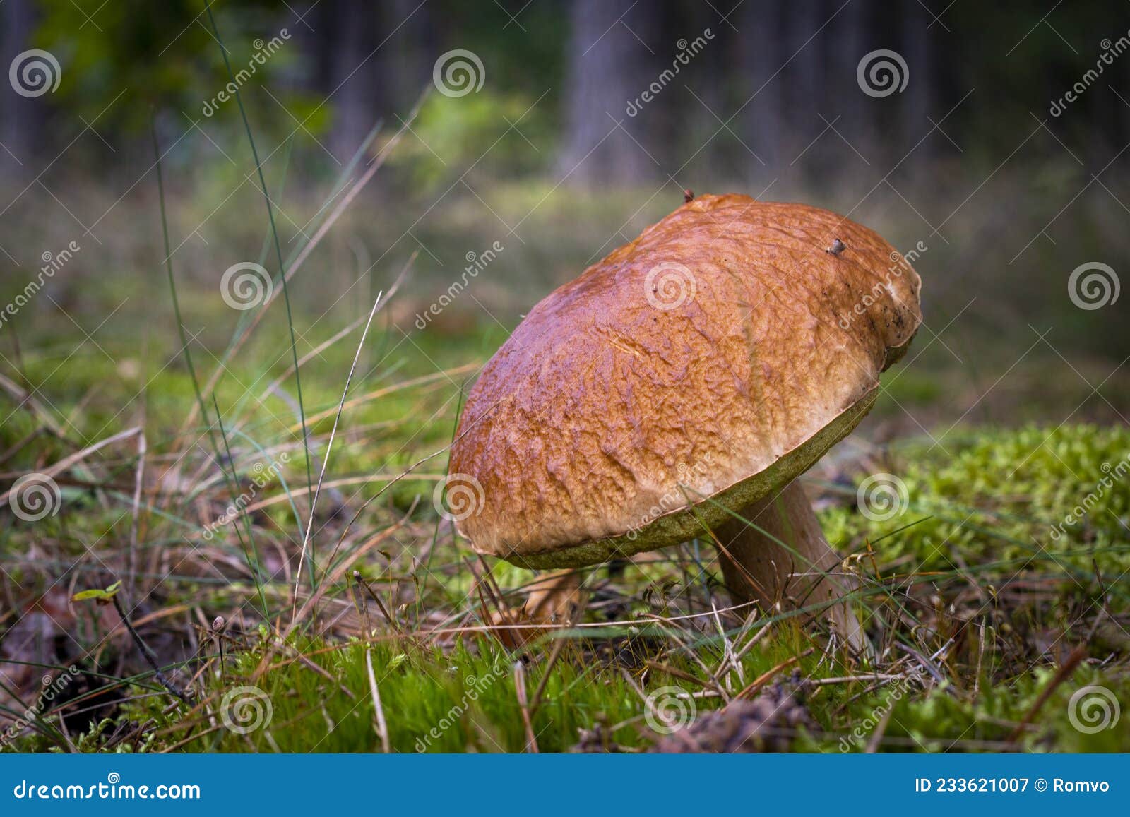 Big Brown Cap Edible Mushrooms in Moss Stock Image Image of mushroom