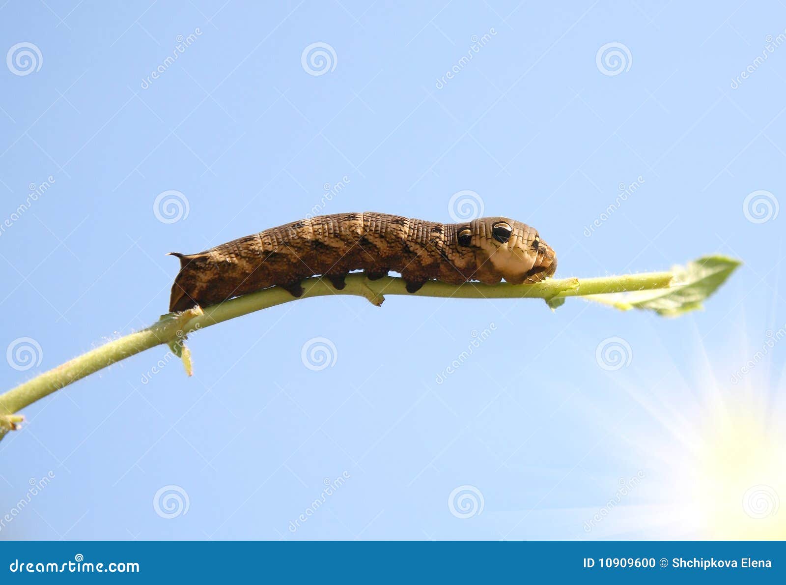 Big Brown Caterpillar C Stock Photo Image 10909600