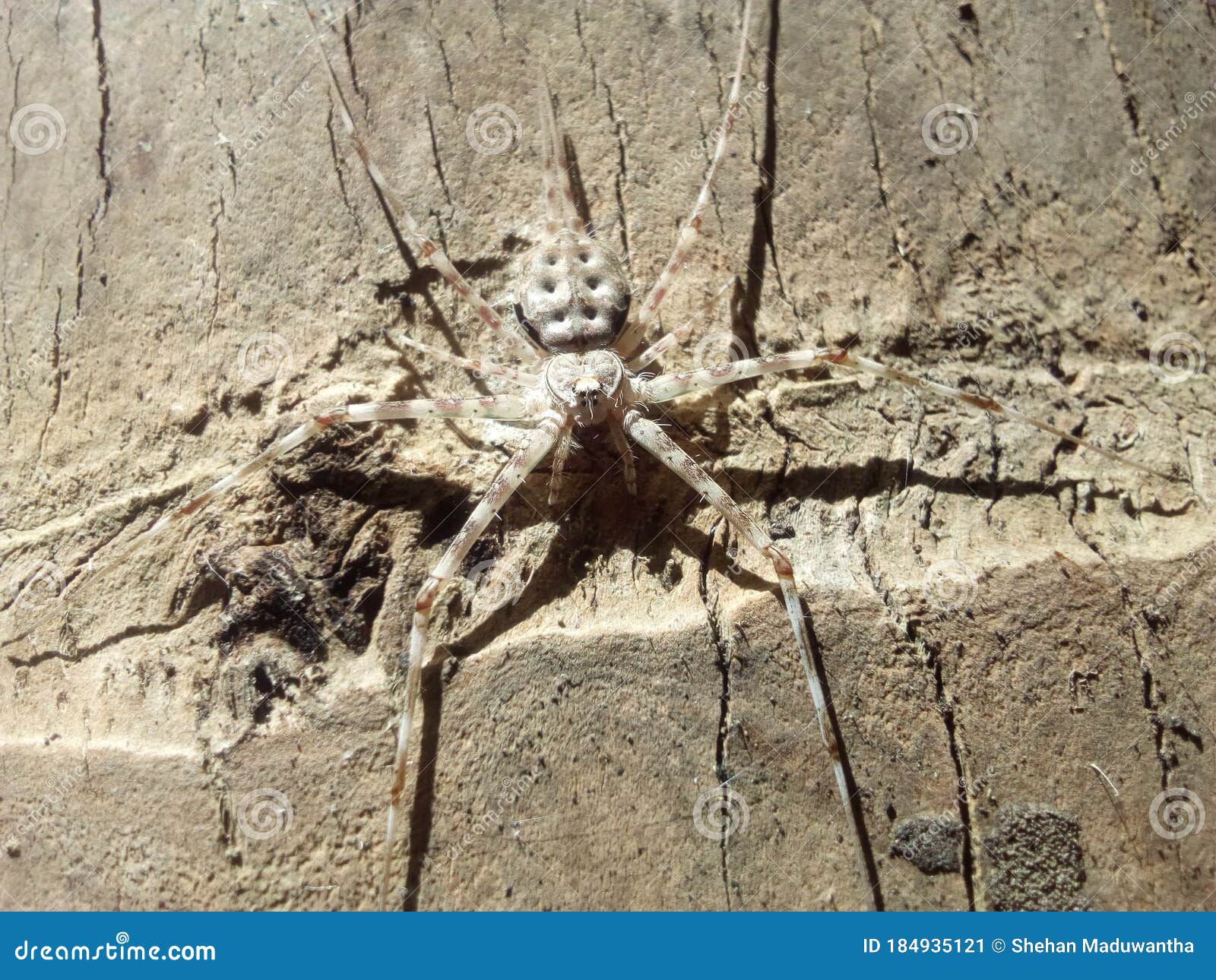 Big Brown Colour Spider on the Coconut Tree Surface Stock Image Image