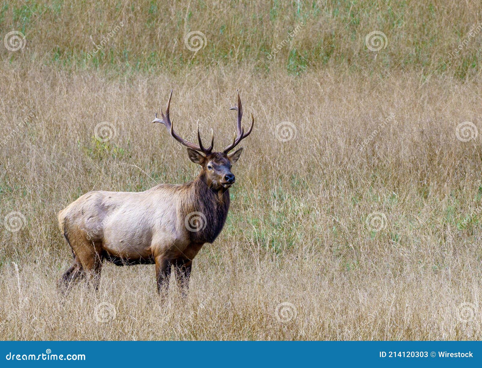 Big Brown Elk in Its Natural Habitat Stock Image Image of grass, wapiti 214120303
