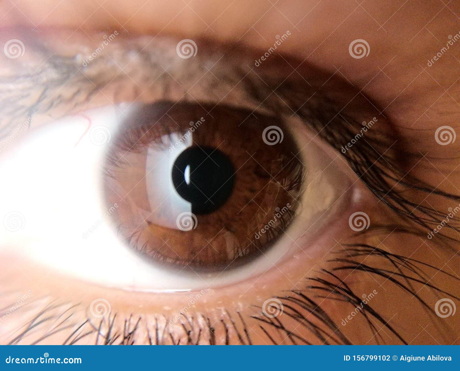 Big brown eyes stock photo. Image of eyelashes, brown - 156799102