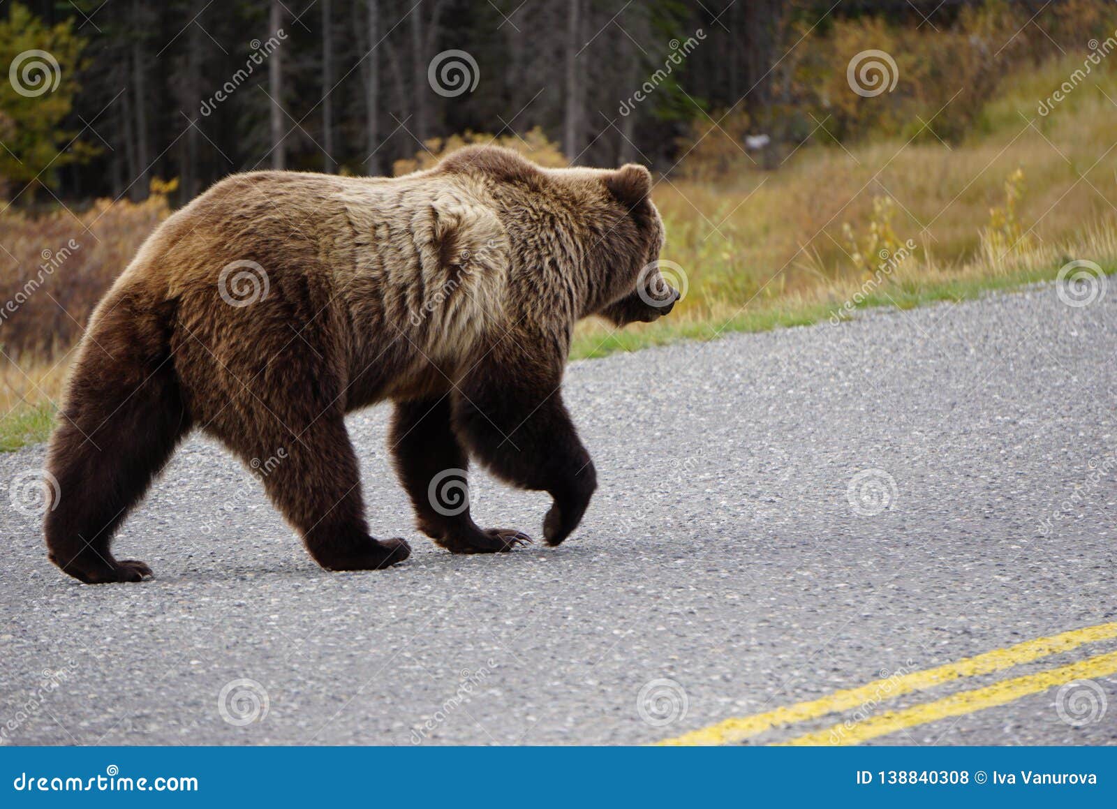 Brown Grizzly Bear in North America Stock Photo - Image of bear, north ...
