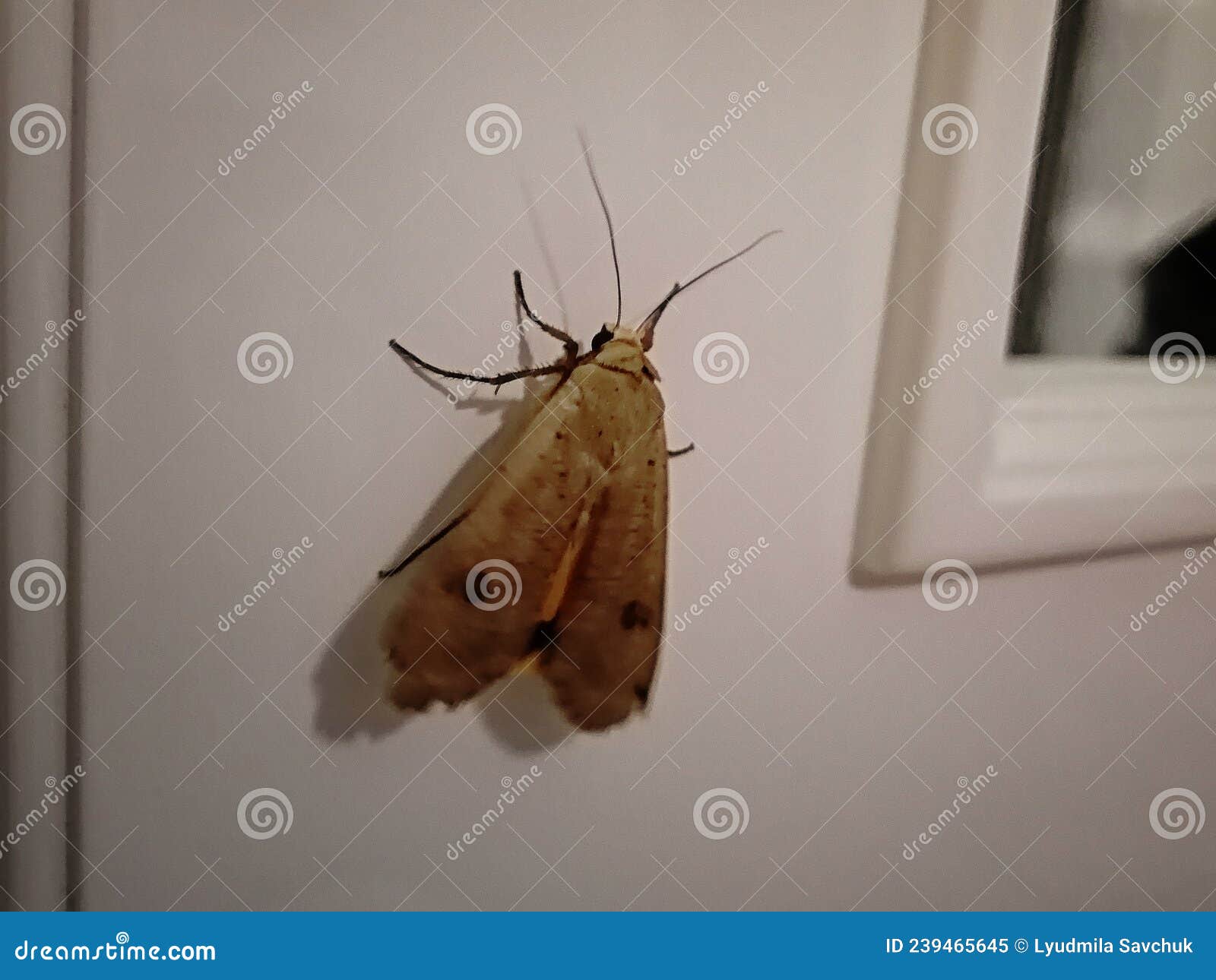 A Big Brown Moth is Sitting on the Wall Stock Image Image of moth, animal 239465645