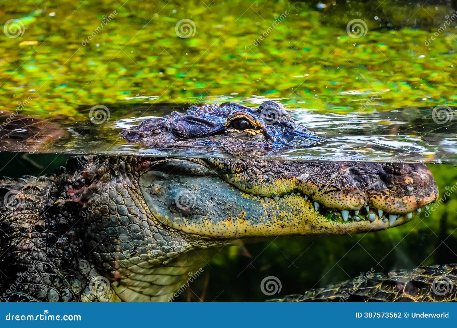 Amphibian Prehistoric Crocodile Stock Photo Image of danger, lizard