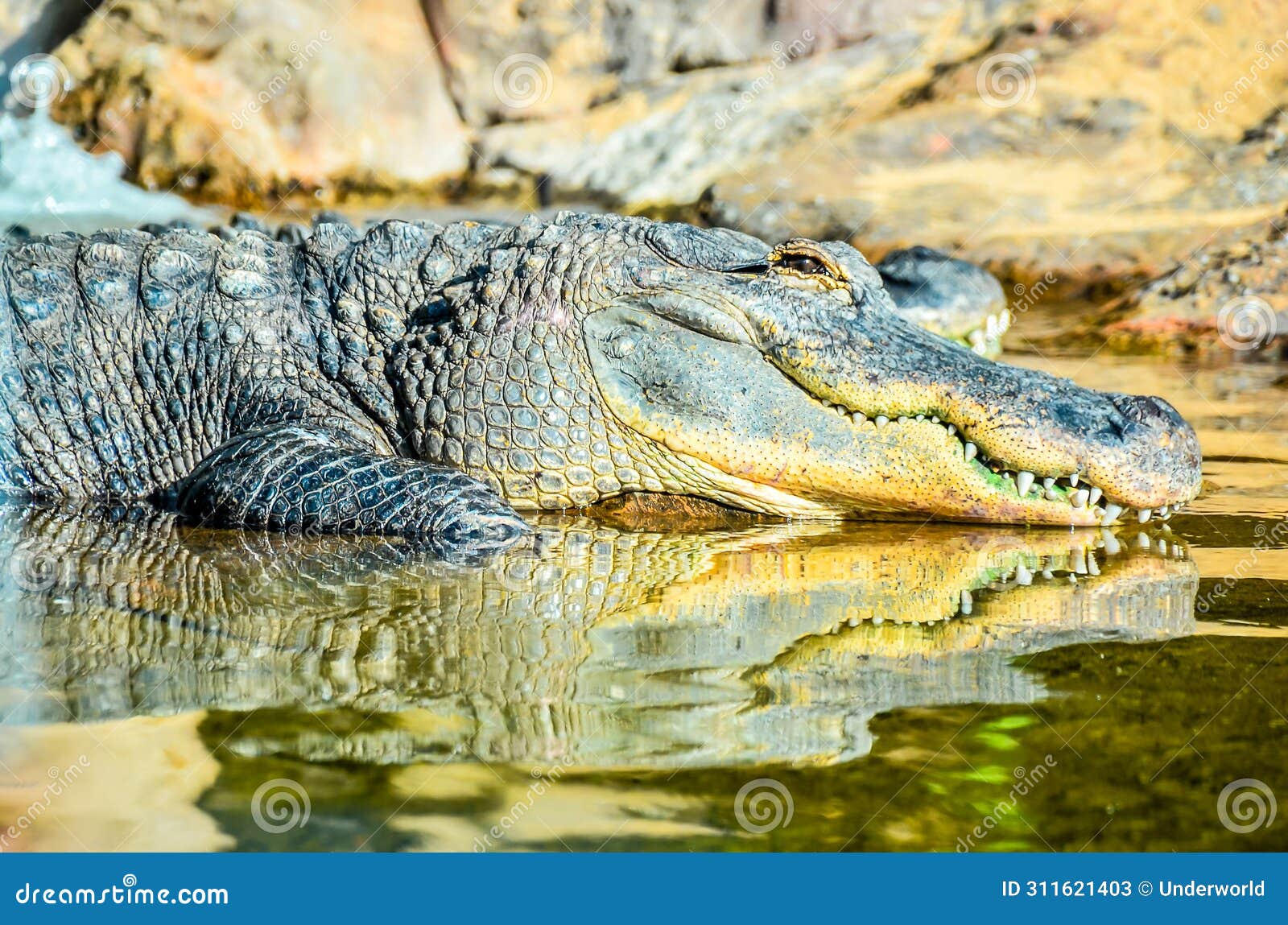 Amphibian Prehistoric Crocodile Stock Image Image of lizard, animal