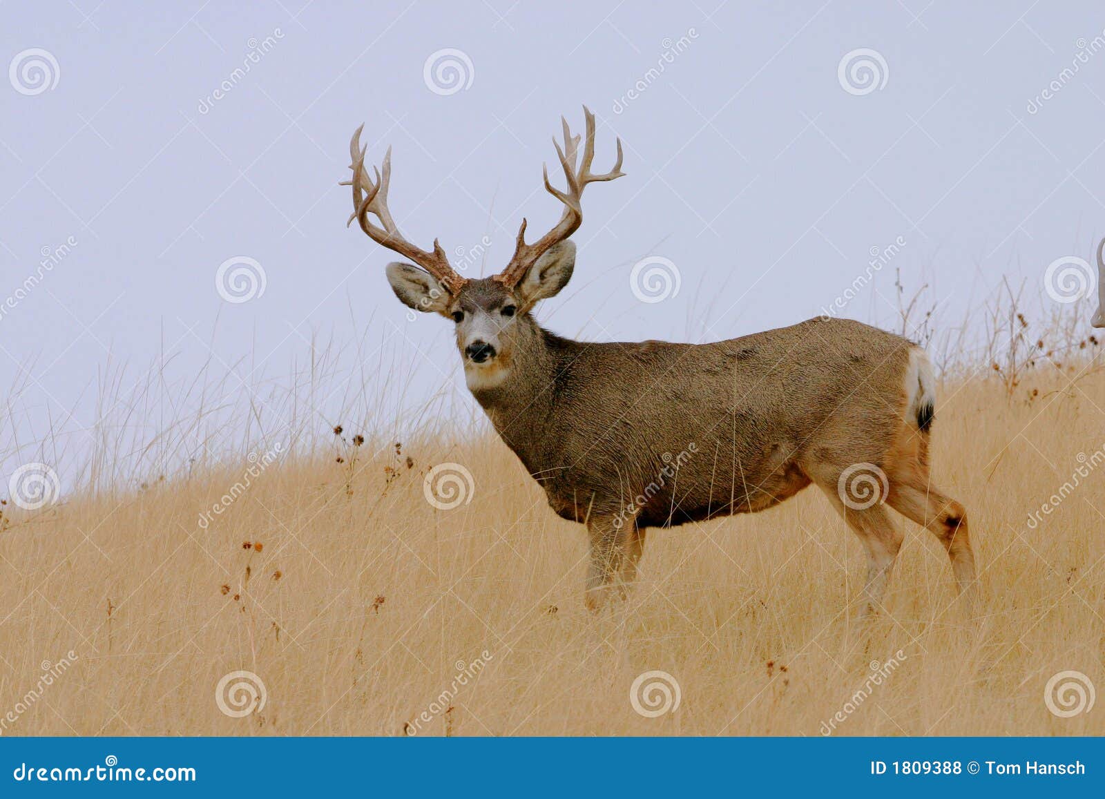 big buck