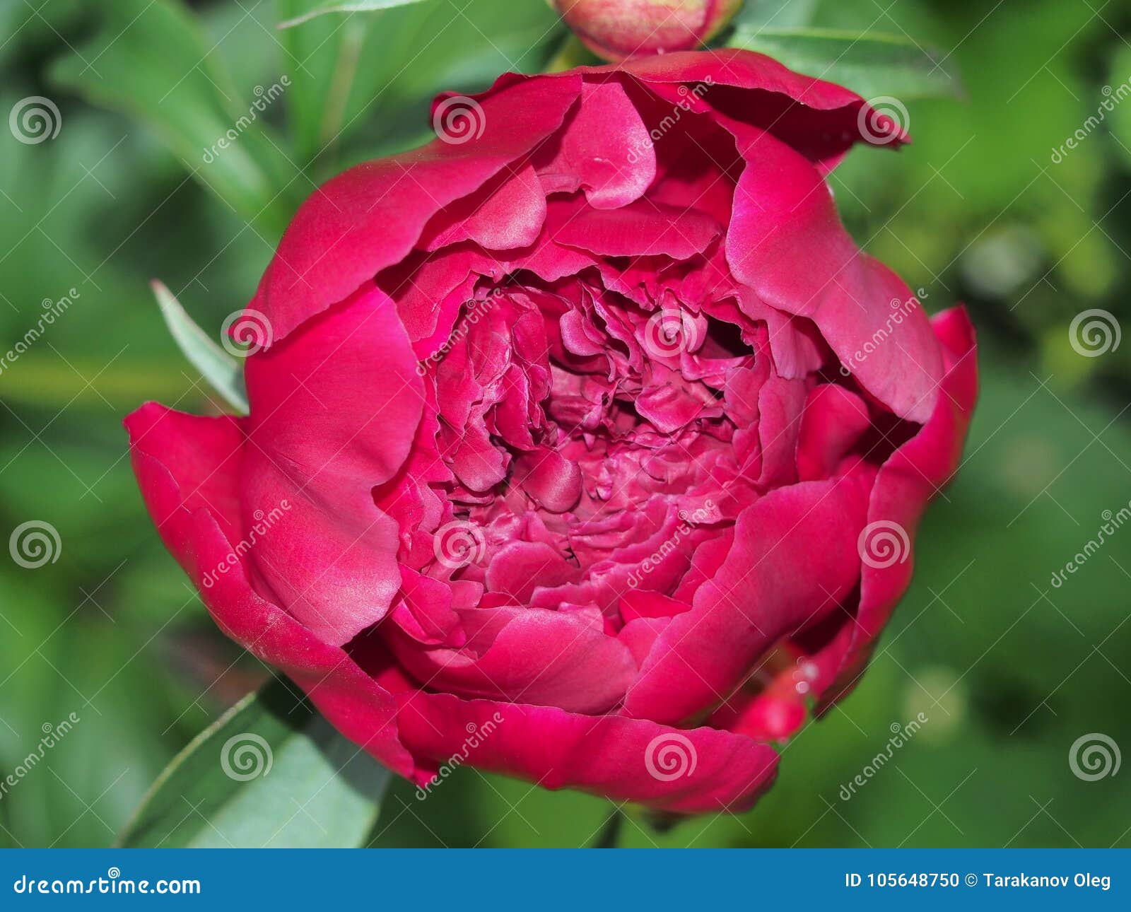 Big Bud of a Peony. Red Flower Petals Stock Photo - Image of gardening ...