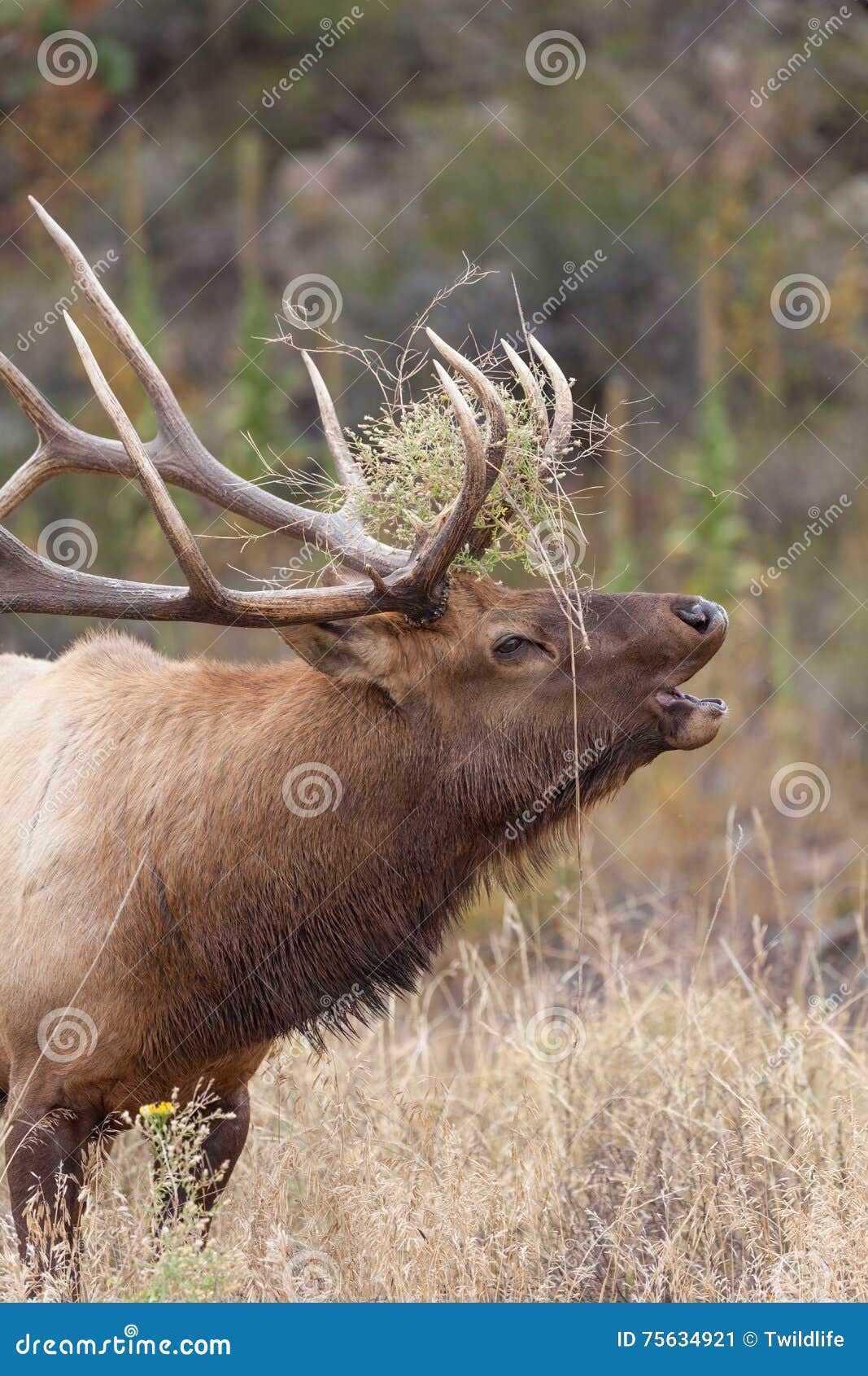 Big Bull Elk Bugling Close Up Stock Image Image of mammal, wild 75634921