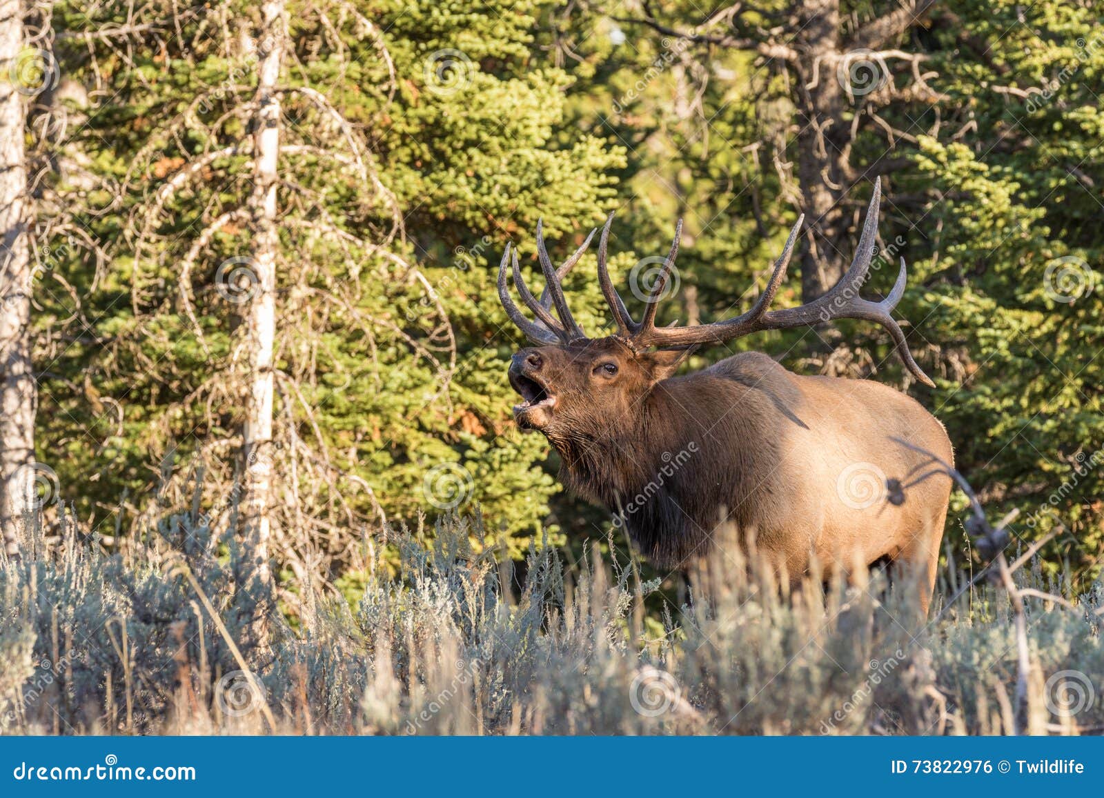 Big Bull Elk Bugling stock photo. Image of mammal, wildlife 73822976