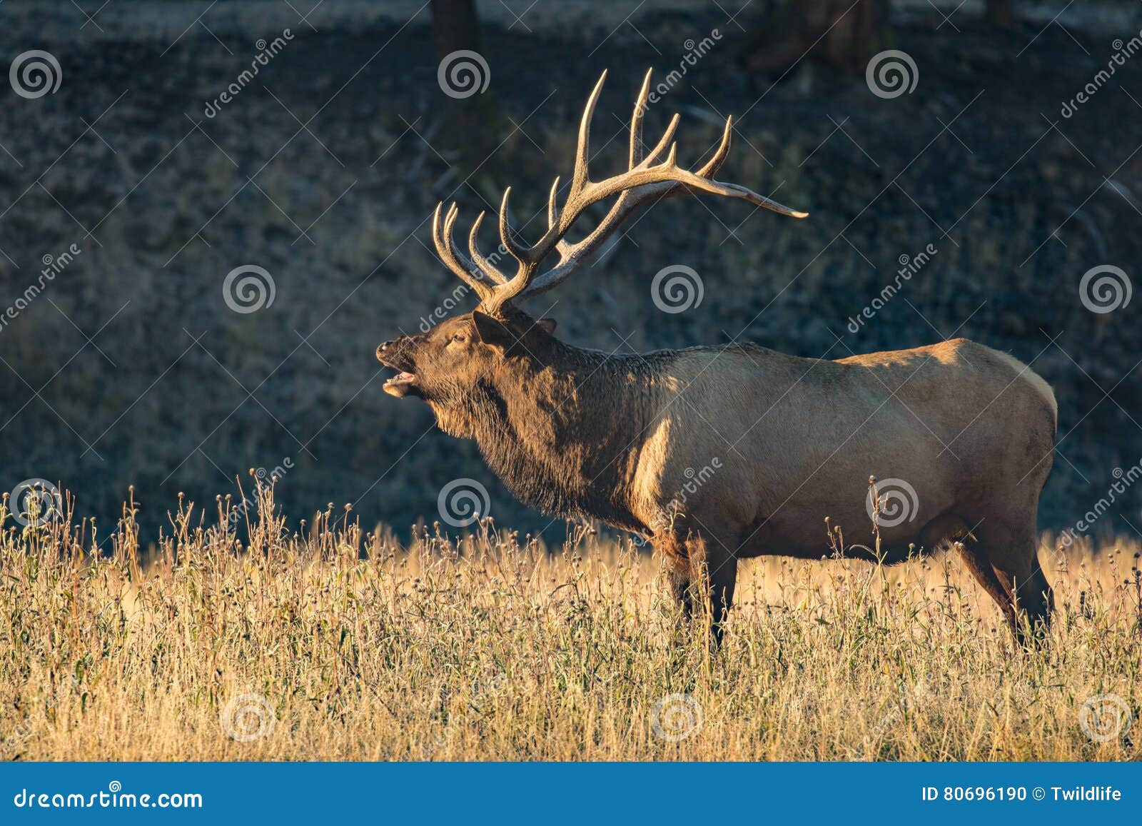 Big Bull Elk Bugling in Meadow Stock Photo Image of fall, nature