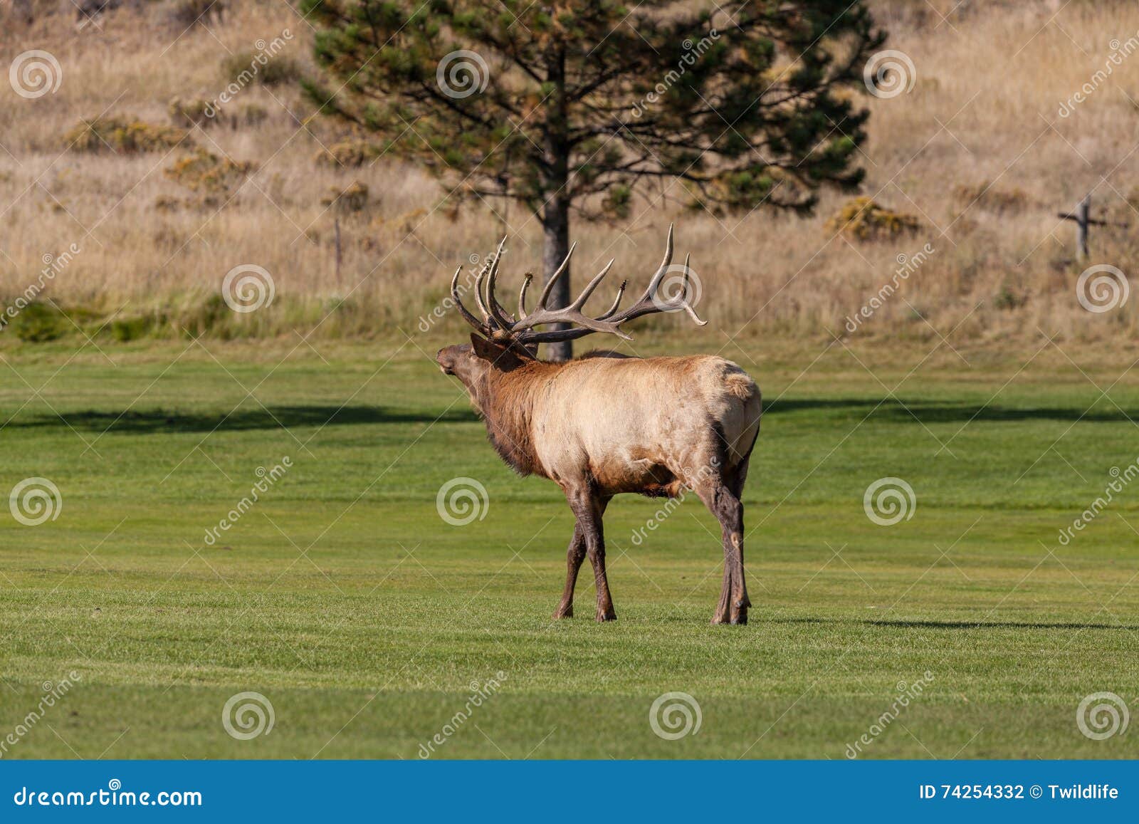 Big Bull Elk Bugling stock photo. Image of wapiti, wildlife 74254332