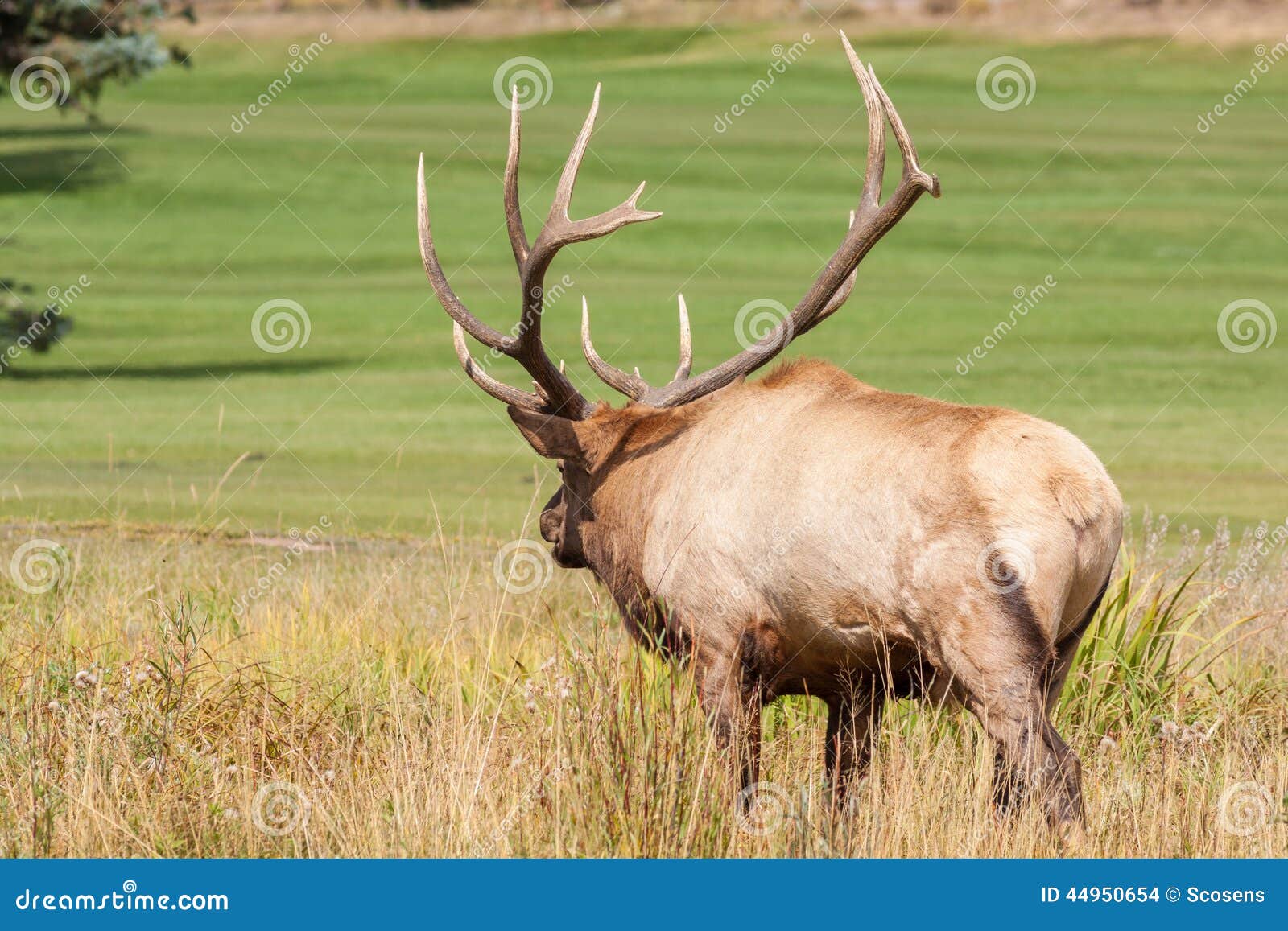 Big Bull Elk Bugling stock photo. Image of nature, wildlife 44950654