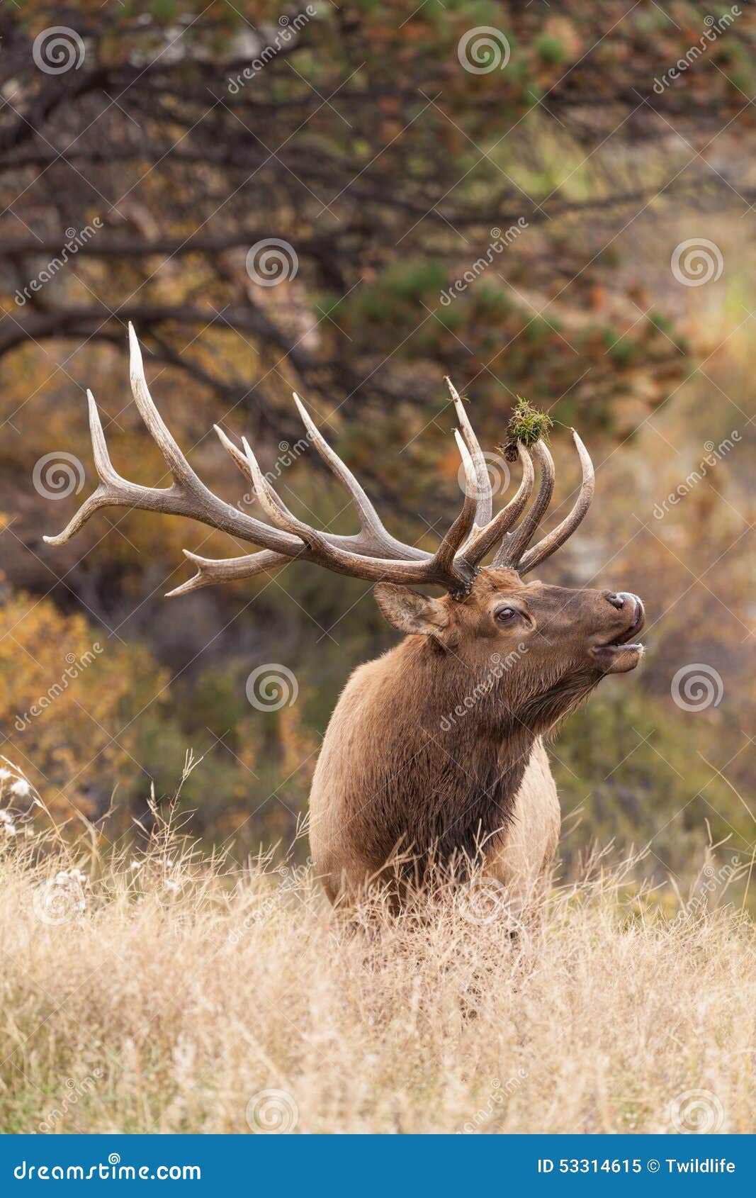 Big Bull Elk Bugling stock image. Image of wildlife, animal 53314615