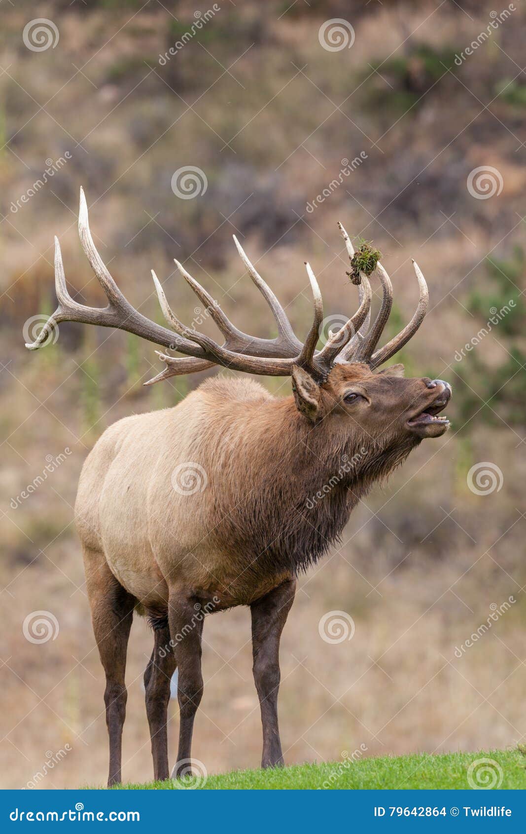 Big Bull Elk Bugling stock photo. Image of wapiti, rutting 79642864