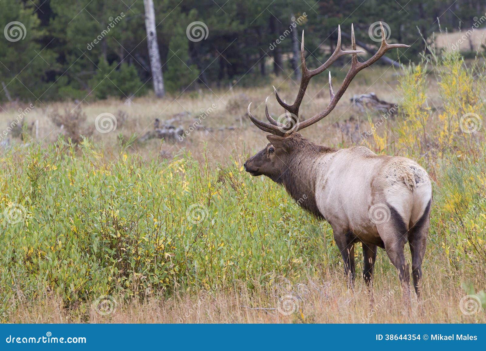 Big bull elk in full rut stock photo. Image of hinds 38644354