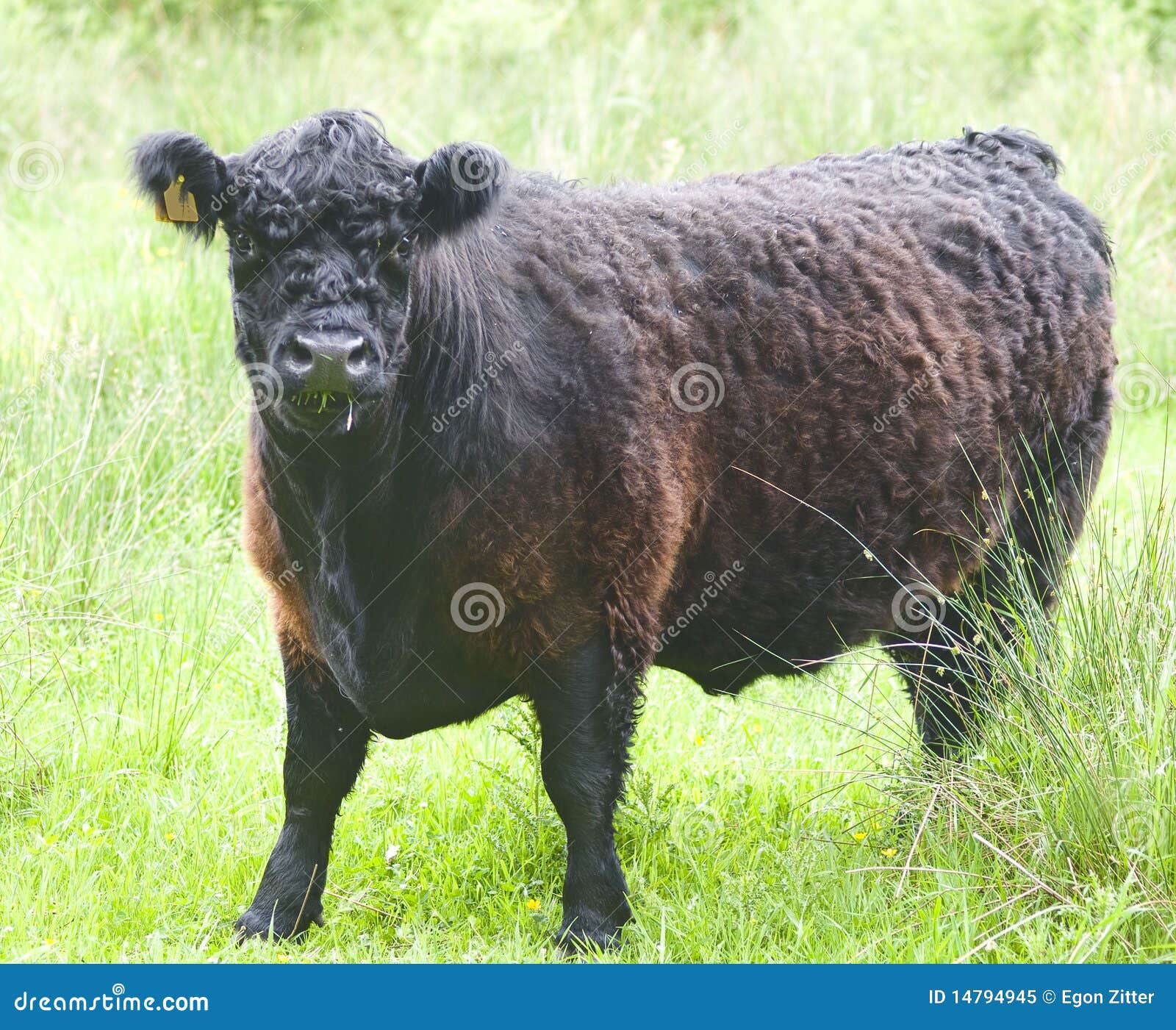 Big bull on a farm cow stock image. Image of camera, green  14794945