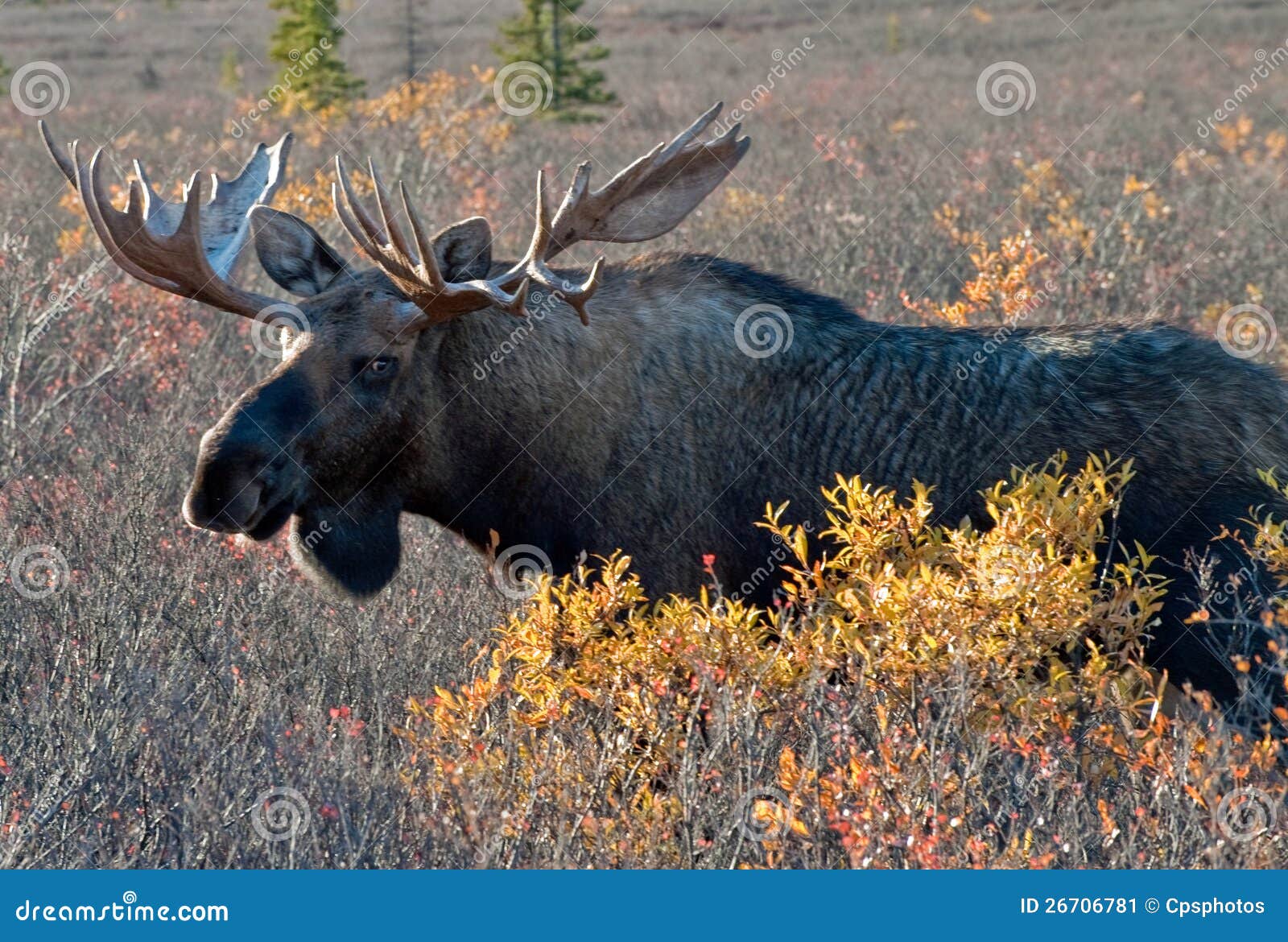 big bull moose