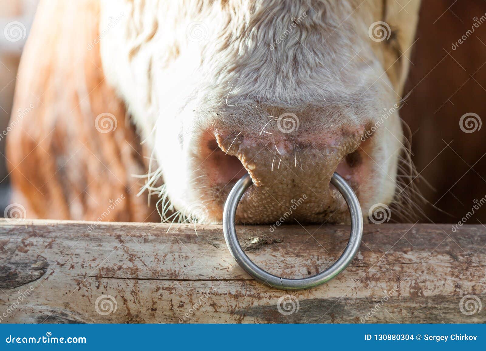 Cow Bull Animal Wrap Around Ring in Brass Sizes 4 to 9 | DOTOLY