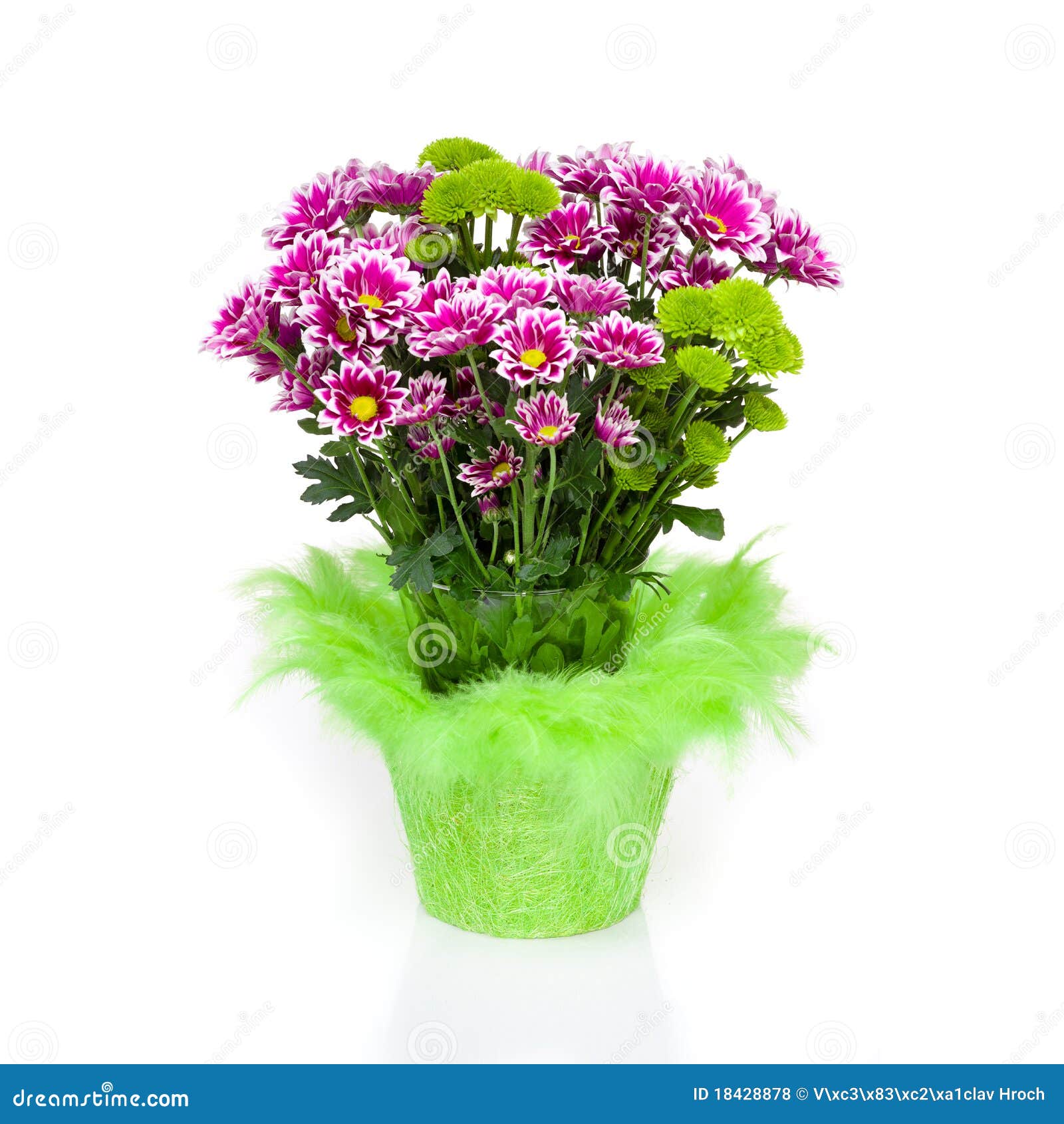 Big Bunch of Chrysanthemums Stock Photo Image of flora, fragrance
