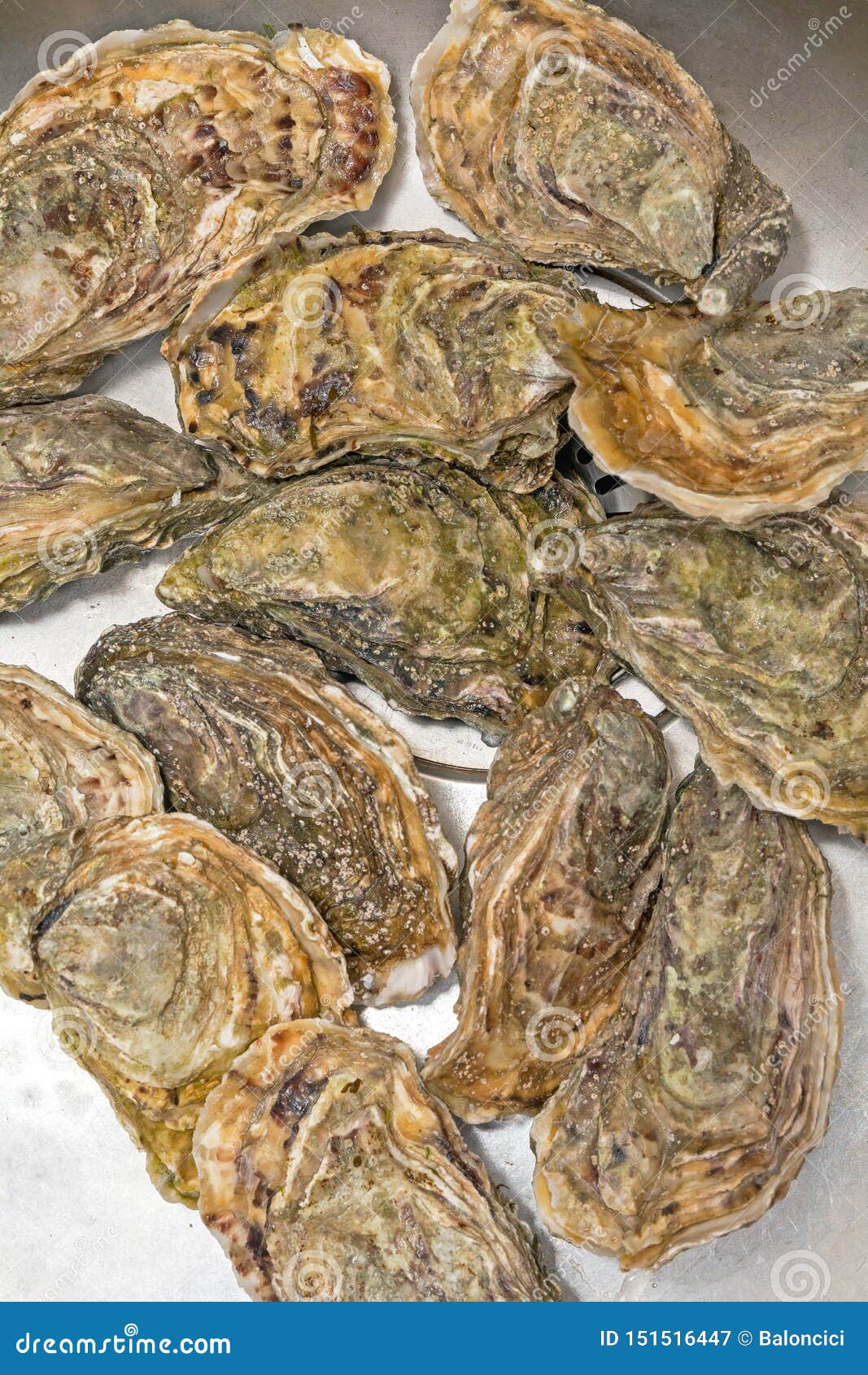 Stone Oysters stock image. Image of molluscs, closed 151516447