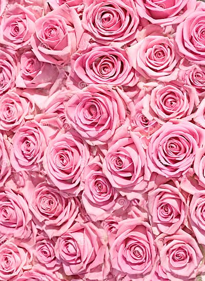 Big Bunch of Multiple Pink Roses of a Bride Stock Image - Image of ...