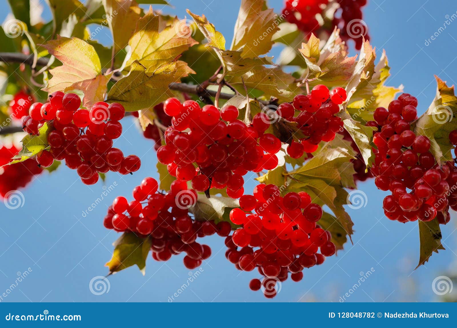 Big bunch of red berries stock photo. Image of autumn 128048782
