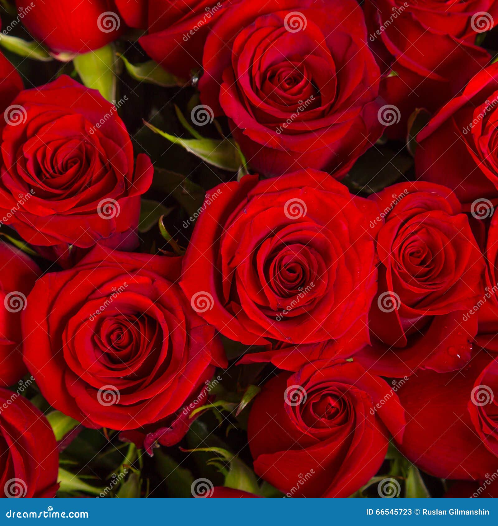 Big bunch of red roses stock image. Image of lovely, lover - 66545723