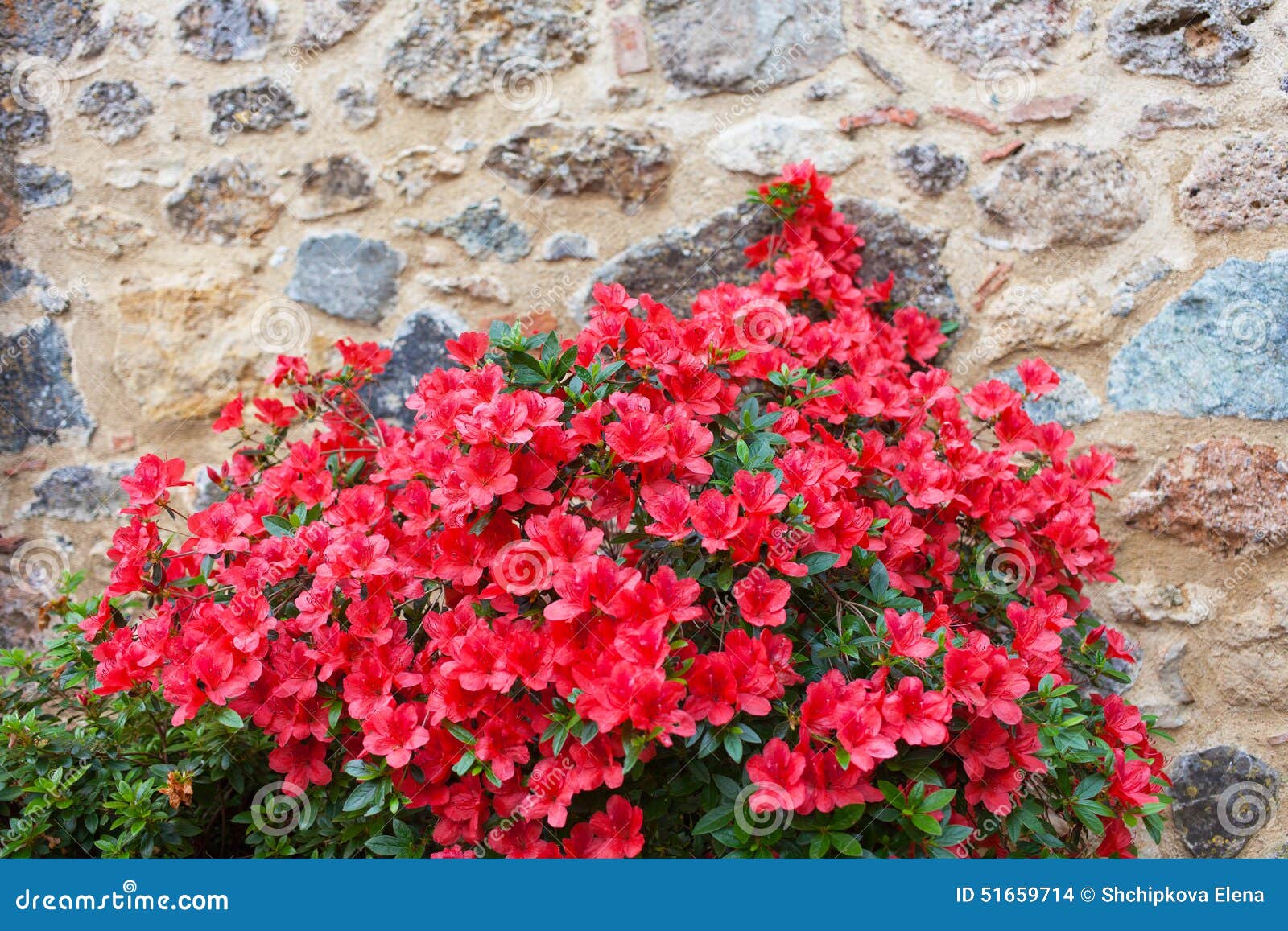 big bush of an red azalea