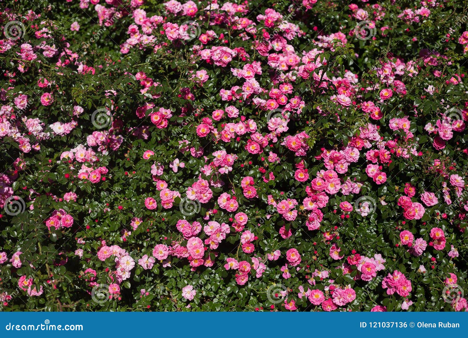Big Bush With Small Pink Flowers Stock Photo Image Of Bushes Nature 121037136