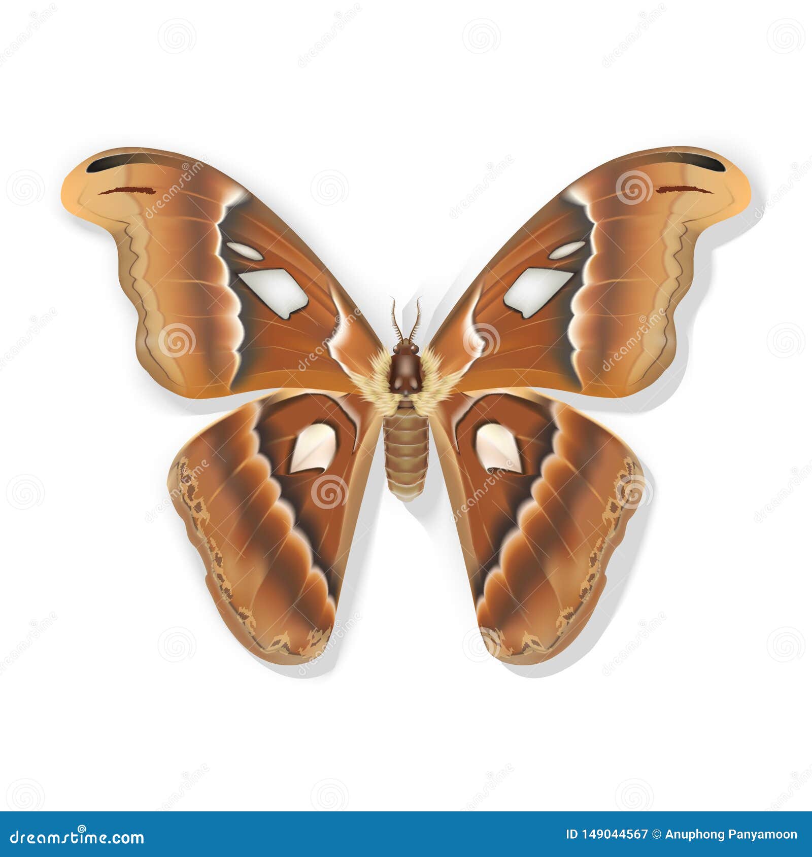 Download Big Butterfly Vector On White Background Stock Vector ...