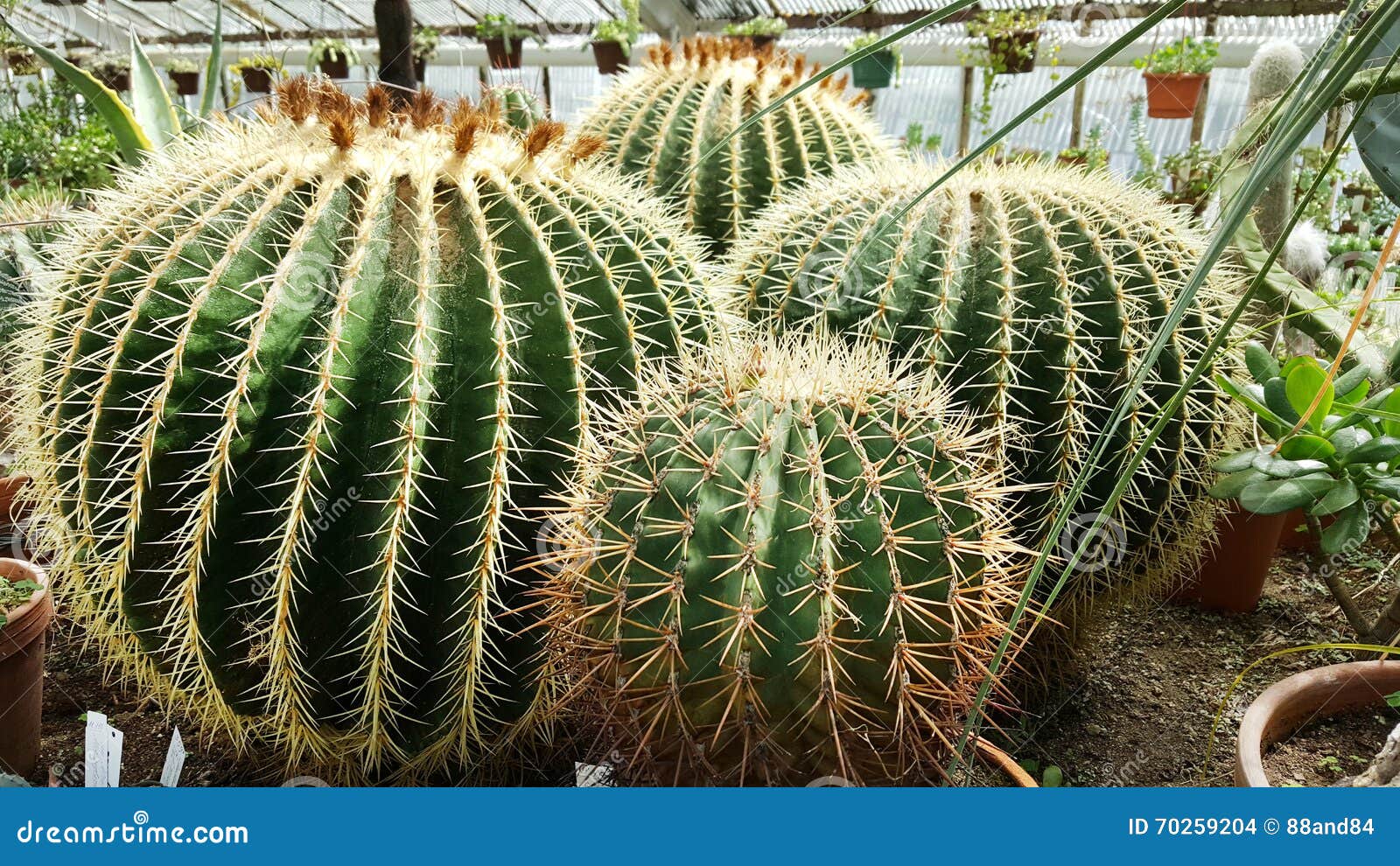 Big Cacti In The Sofia Botanical Garden Stock Photo Image of cactuses