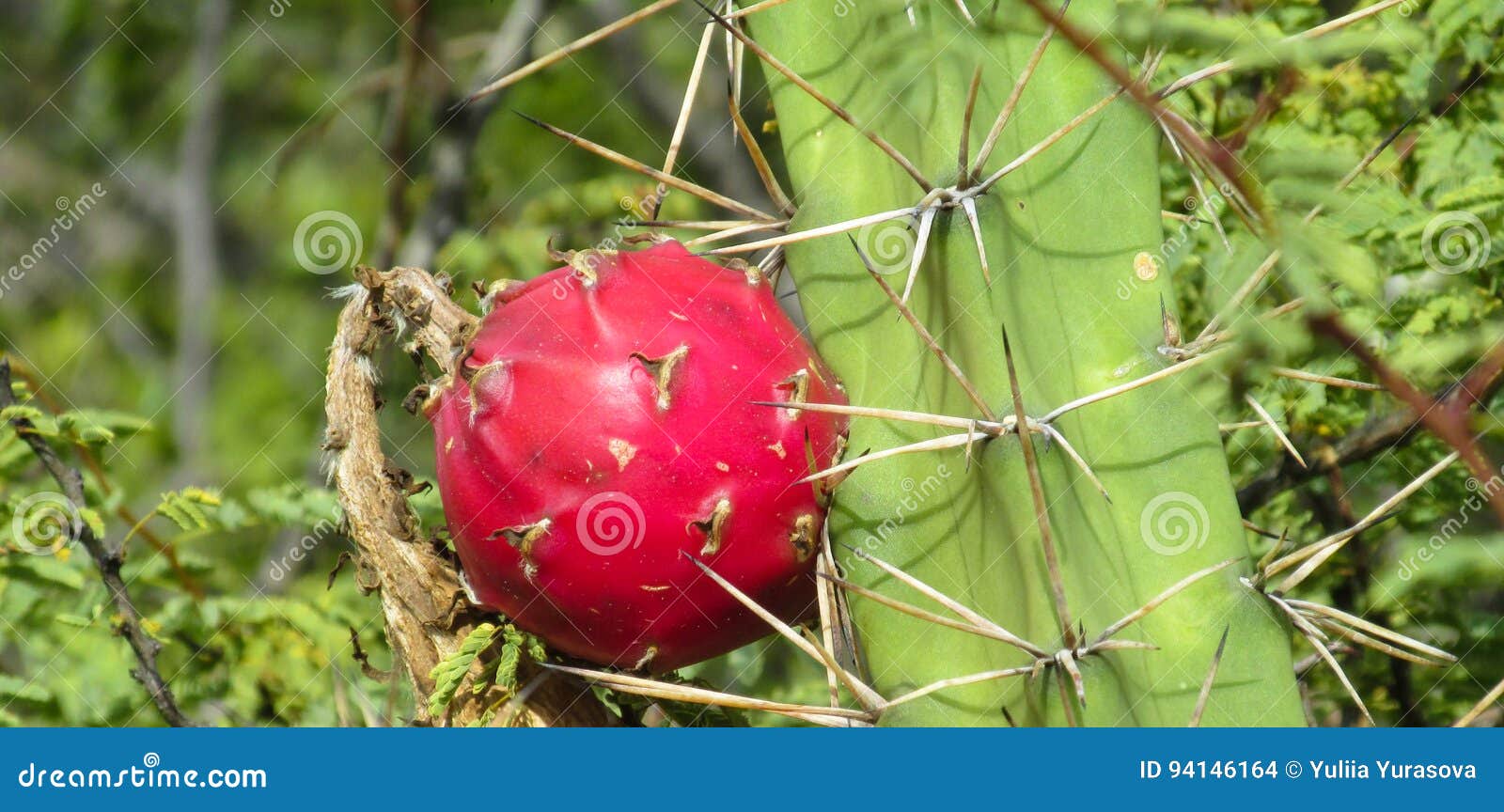Big Cactus Needles and Fruit Stock Photo Image of cacti, largest