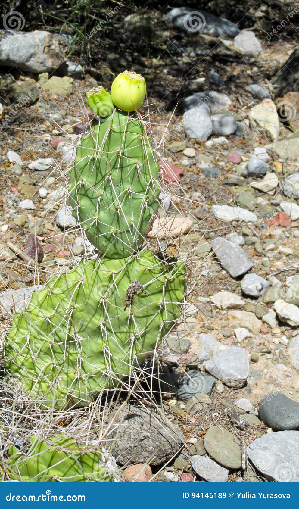 Big Cactus Needles and Fruit Stock Image Image of herbal, growth