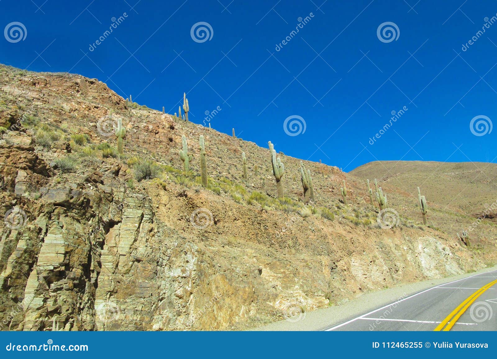 green cactus grows in the wild nature on a hill by the road
