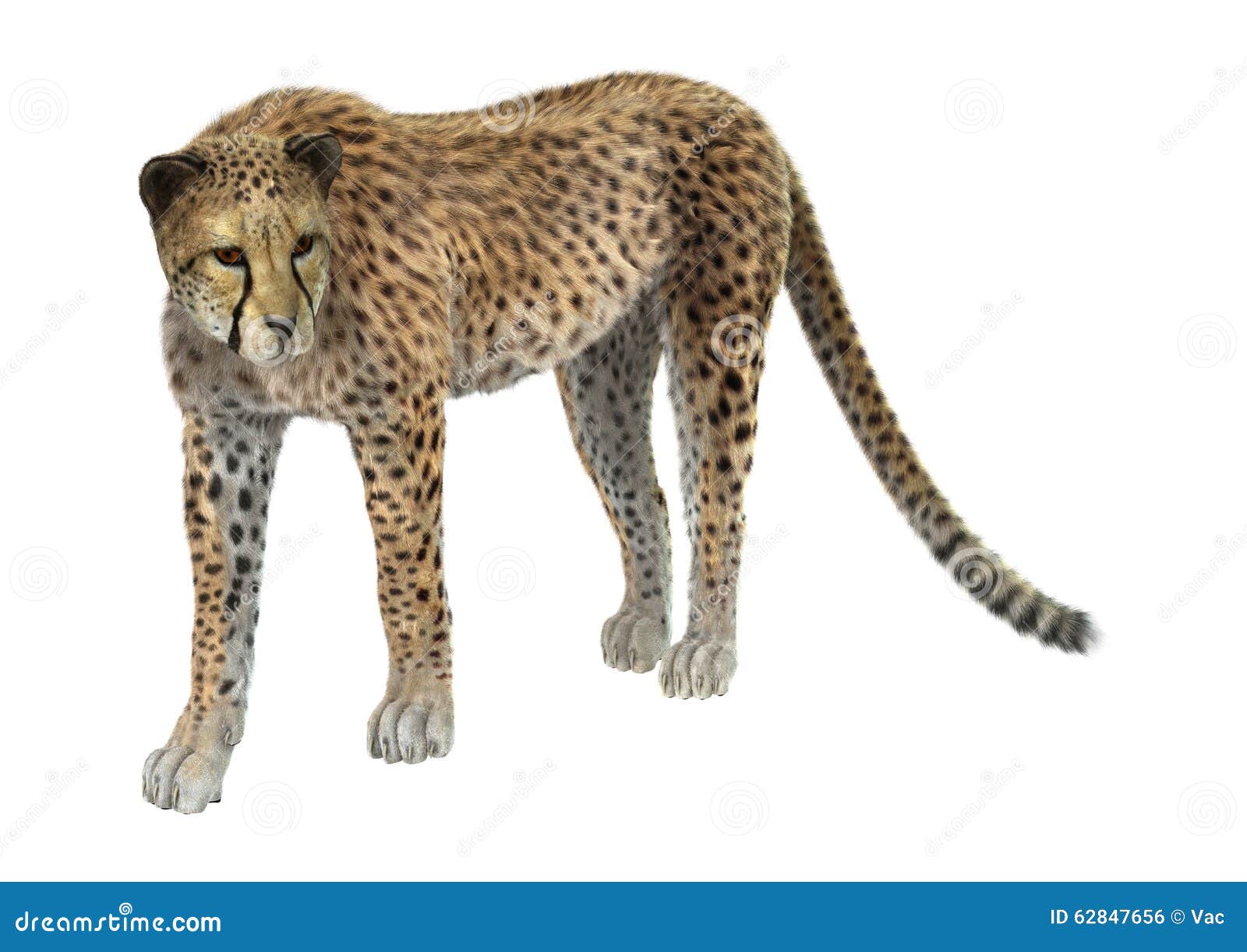 Big Cat Cheetah stock photo. Image of predator, safari - 62847656