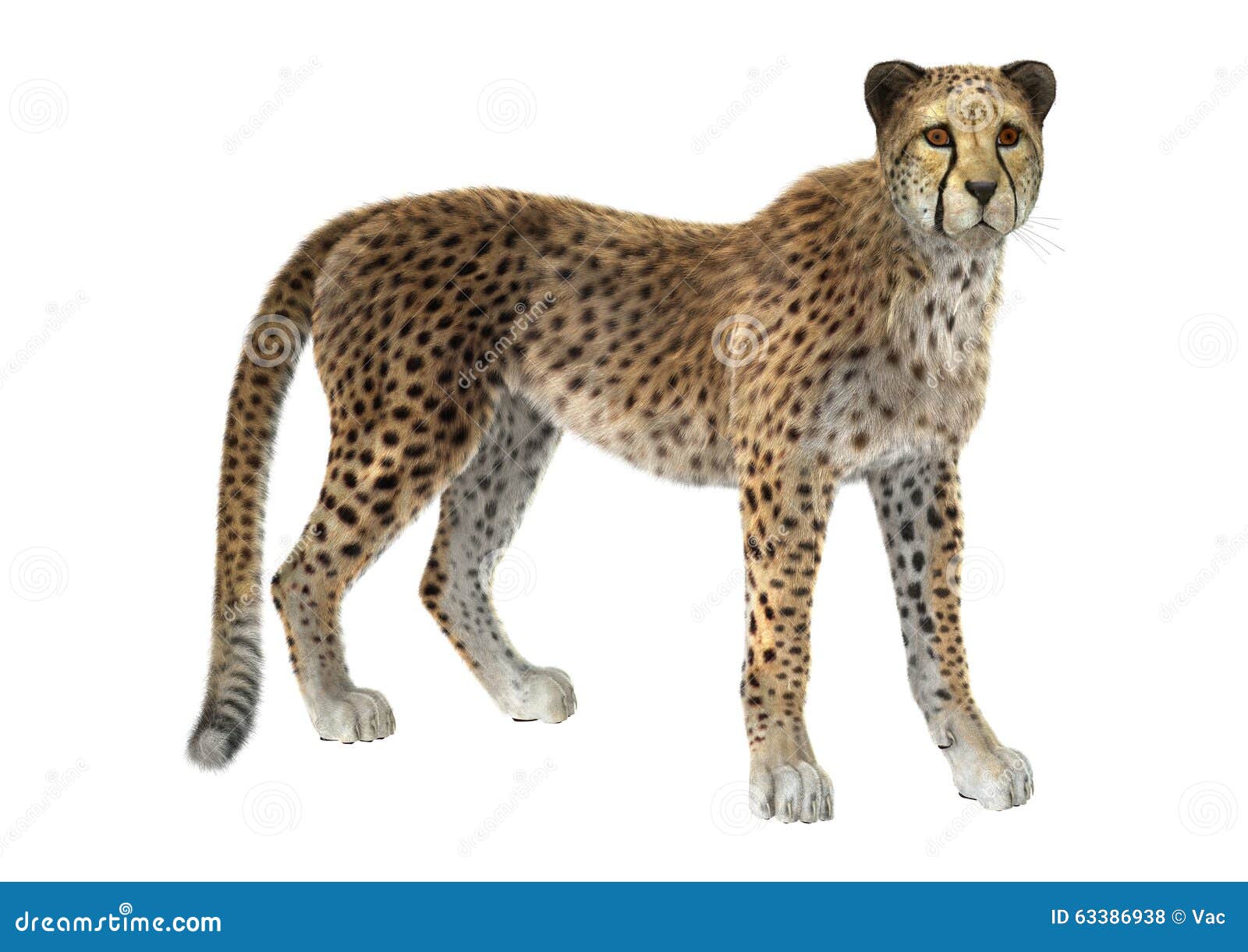 Big Cat Cheetah stock photo. Image of isolated, animal - 63386938