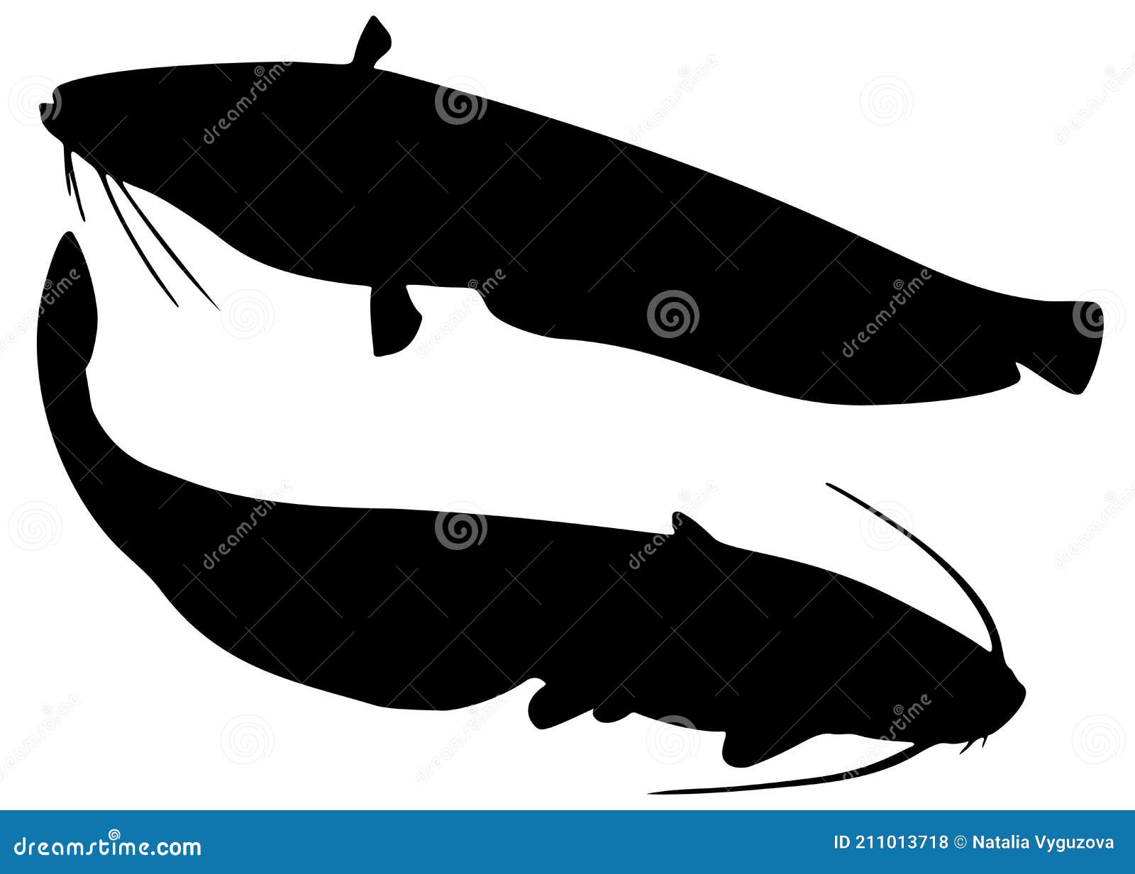 Catfish Fish Illustration, Drawing, Engraving, Line Art, Realistic