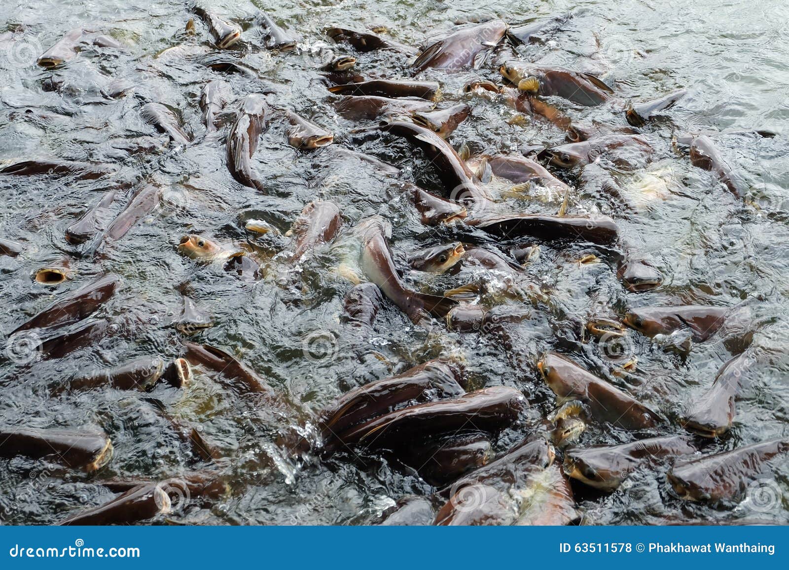 Big Catfish in pond stock photo. Image of pond, scale 63511578