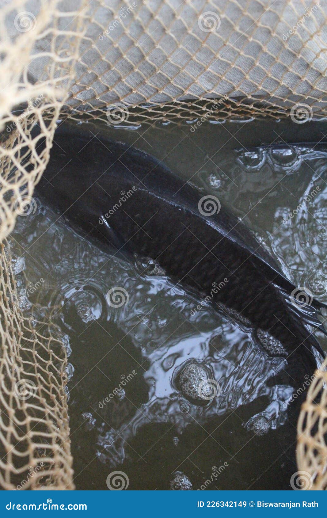 Big Catla Carp Fish in Fishing Net Fishing with Net Hd Stock Image