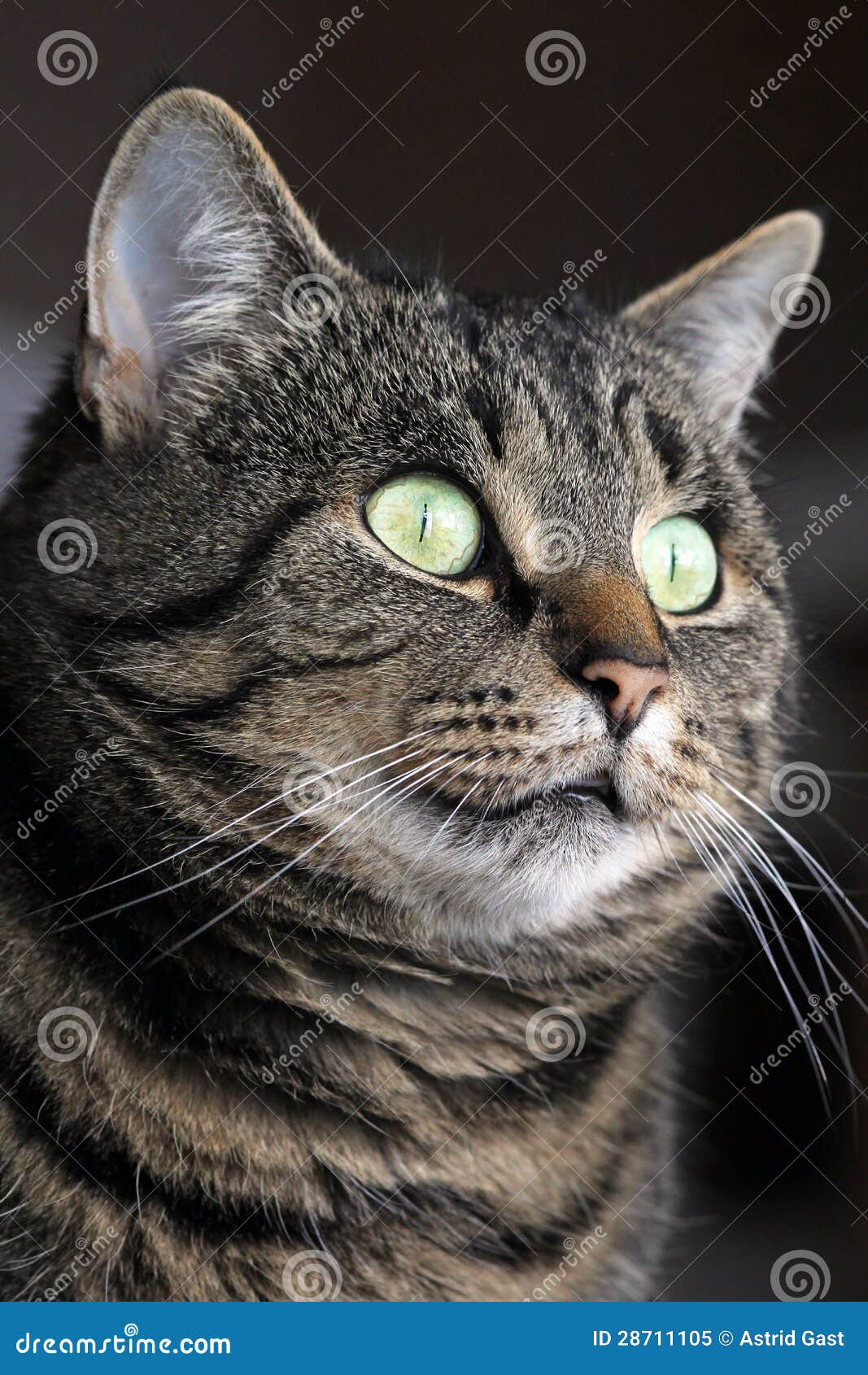 Big cats eyes stock image. Image of observation, nonsense 28711105