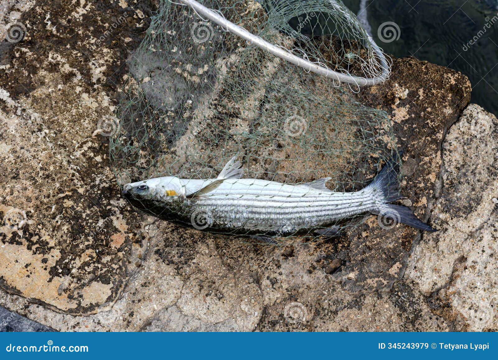 the caught fish mullet (liza aurata) close-up