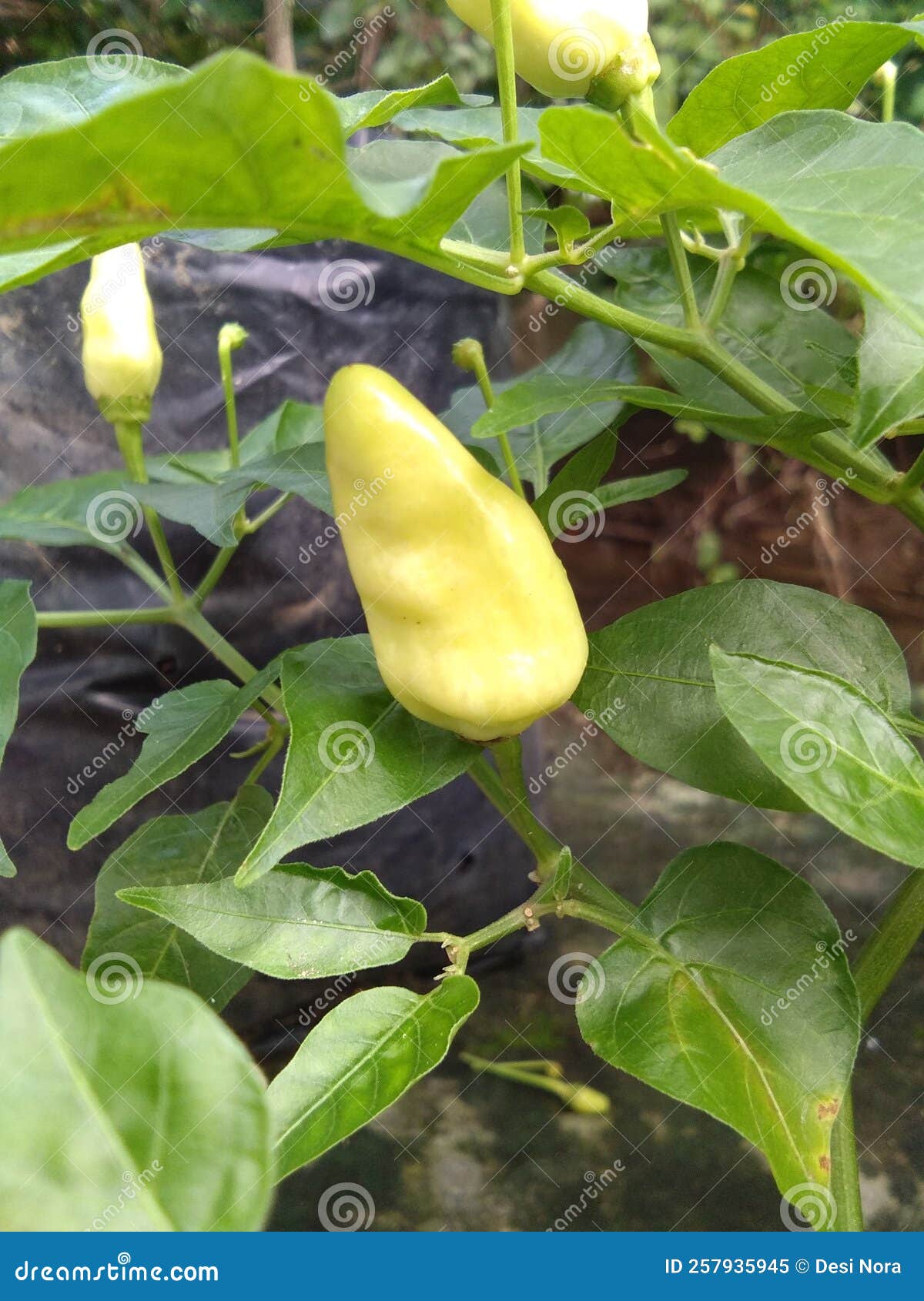 Big Cayenne Pepper, with an Extra Spicy Taste Stock Image Image of