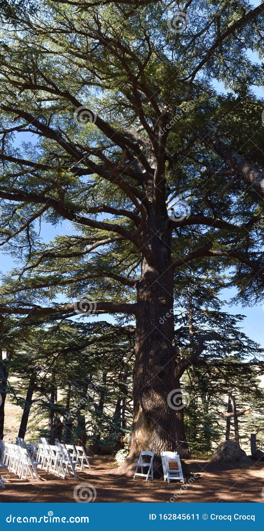 Big Cedar Tree in Cedar Forest in Village Called `les Cedres`, or `Arz