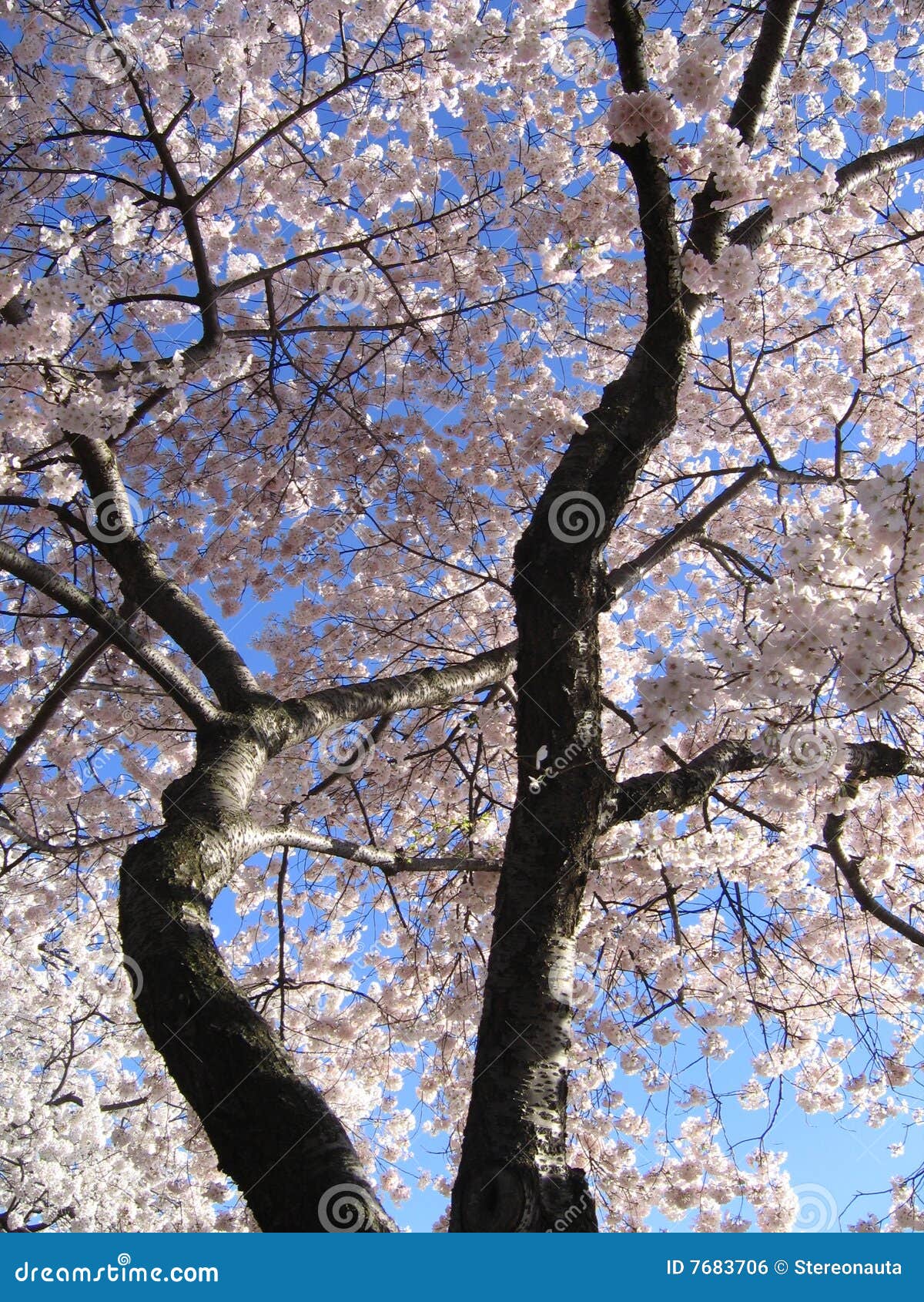 Big Cherry Blossom Tree stock photo. Image of cherry, bloom 7683706