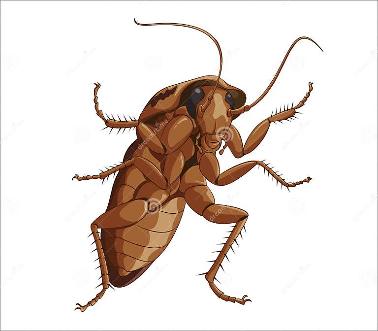 Big cockroach stock vector. Illustration of dirty, hygiene - 28491747