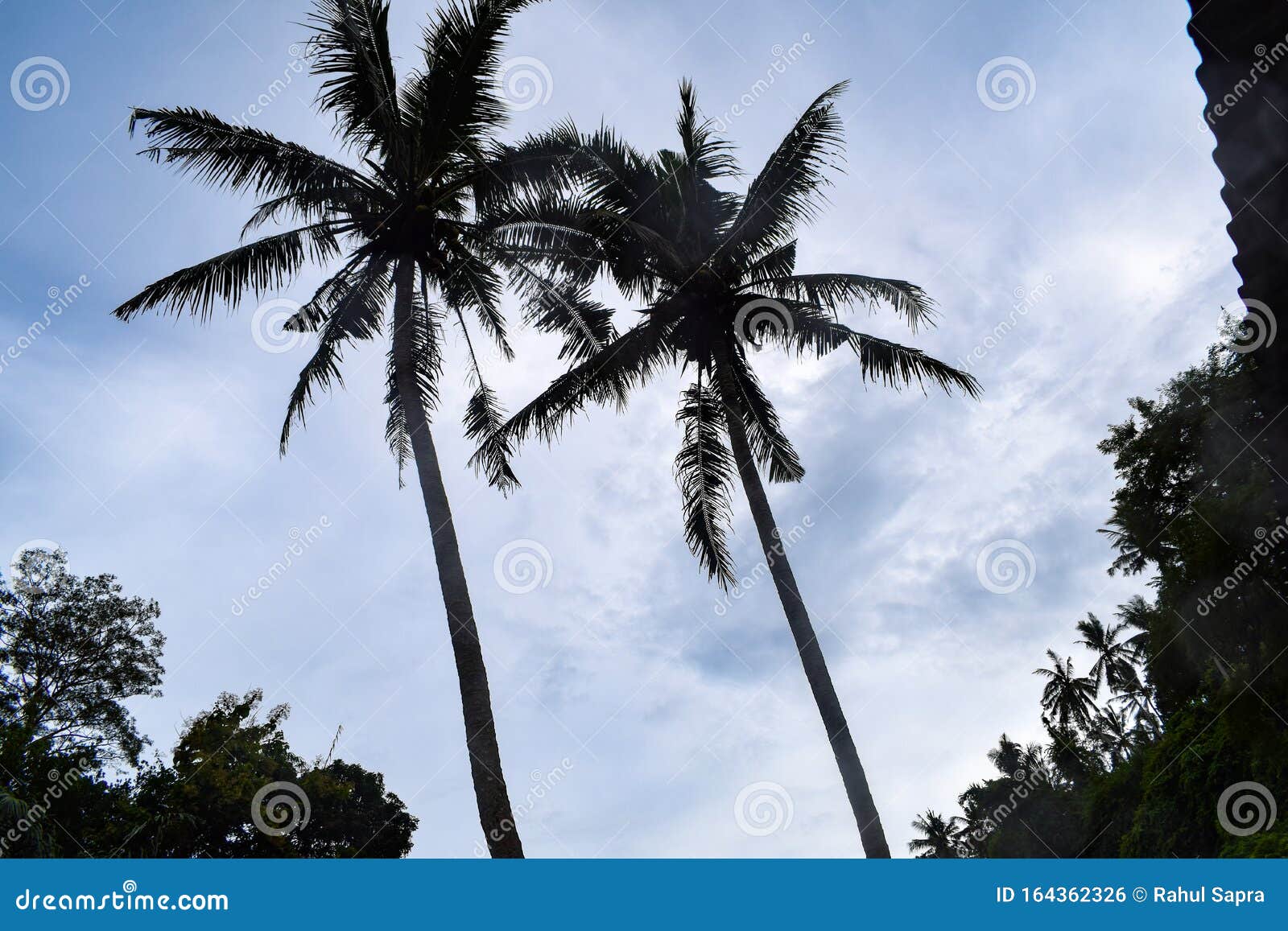 big coconut tree touching the blue sky, coconut tree in bali indonesia, bali coconut tree