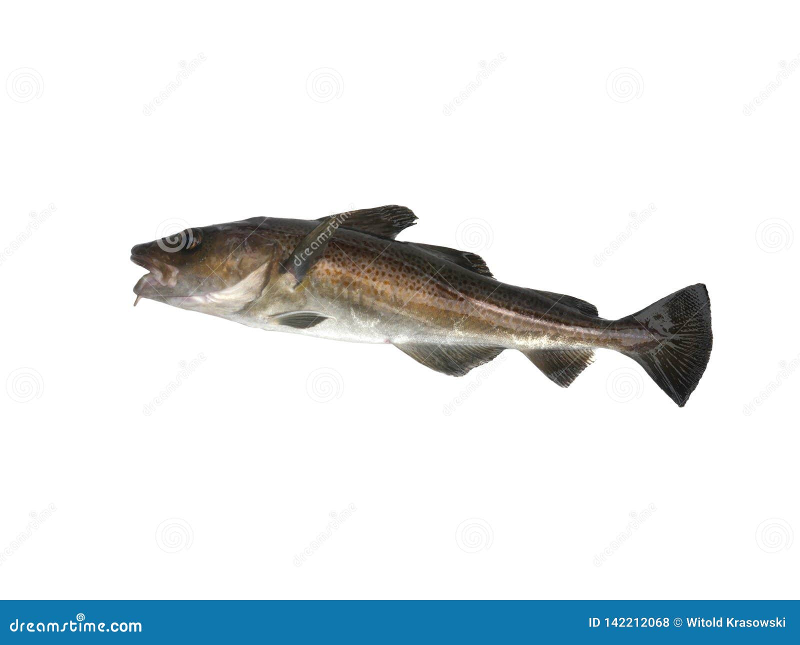 Big cod fish stock photo. Image of food, codfish, background 142212068
