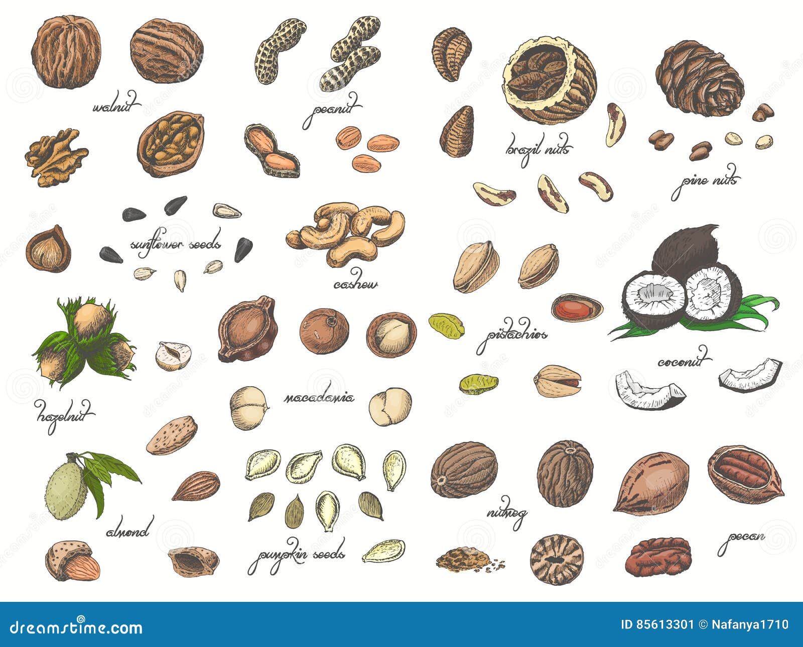 Big Collection of Isolated Colored Nuts and Seeds on White Background