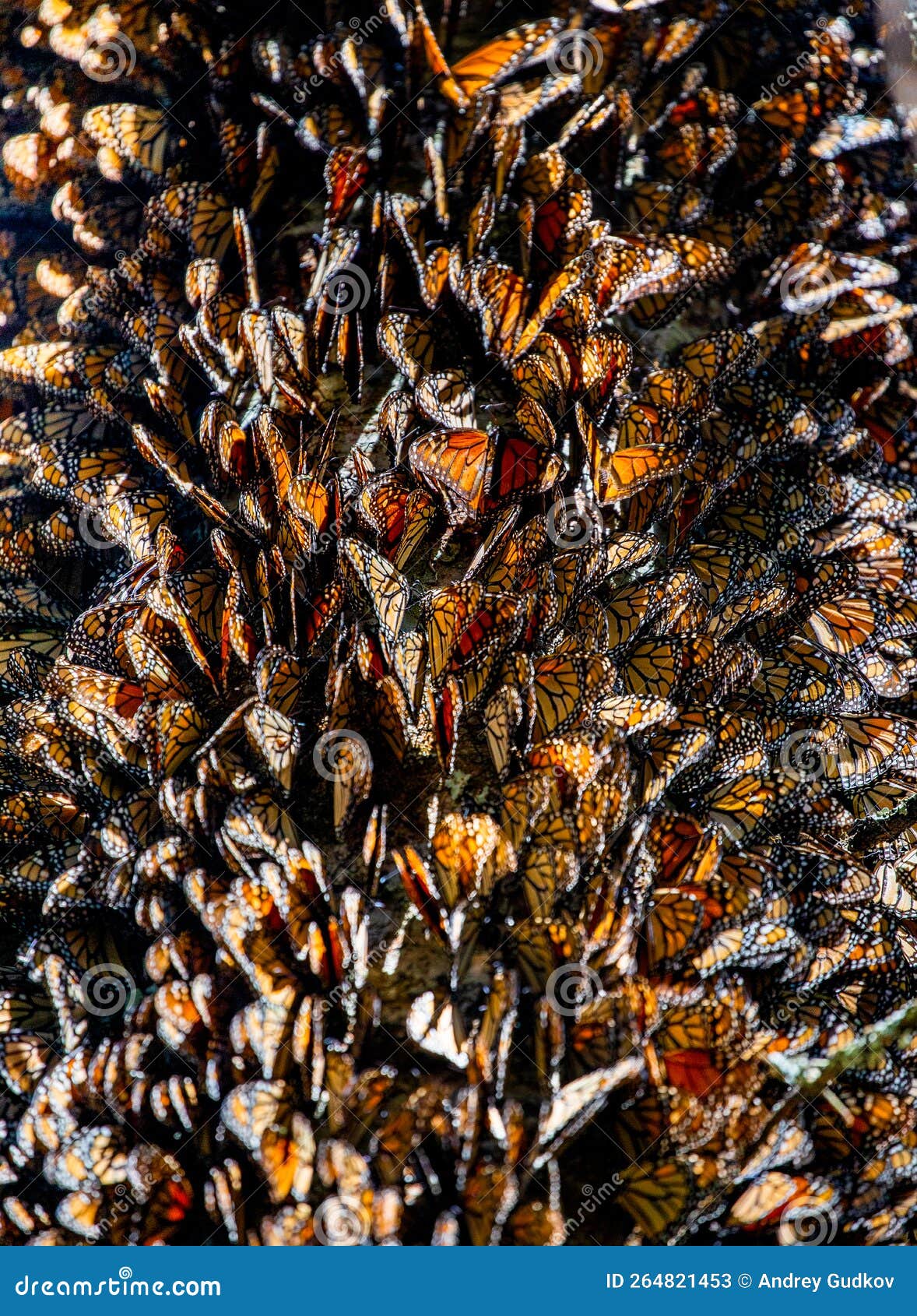 big colony of monarch butterflies  danaus plexippus close-up in the forest in the park el rosario, reserve of the biosfera