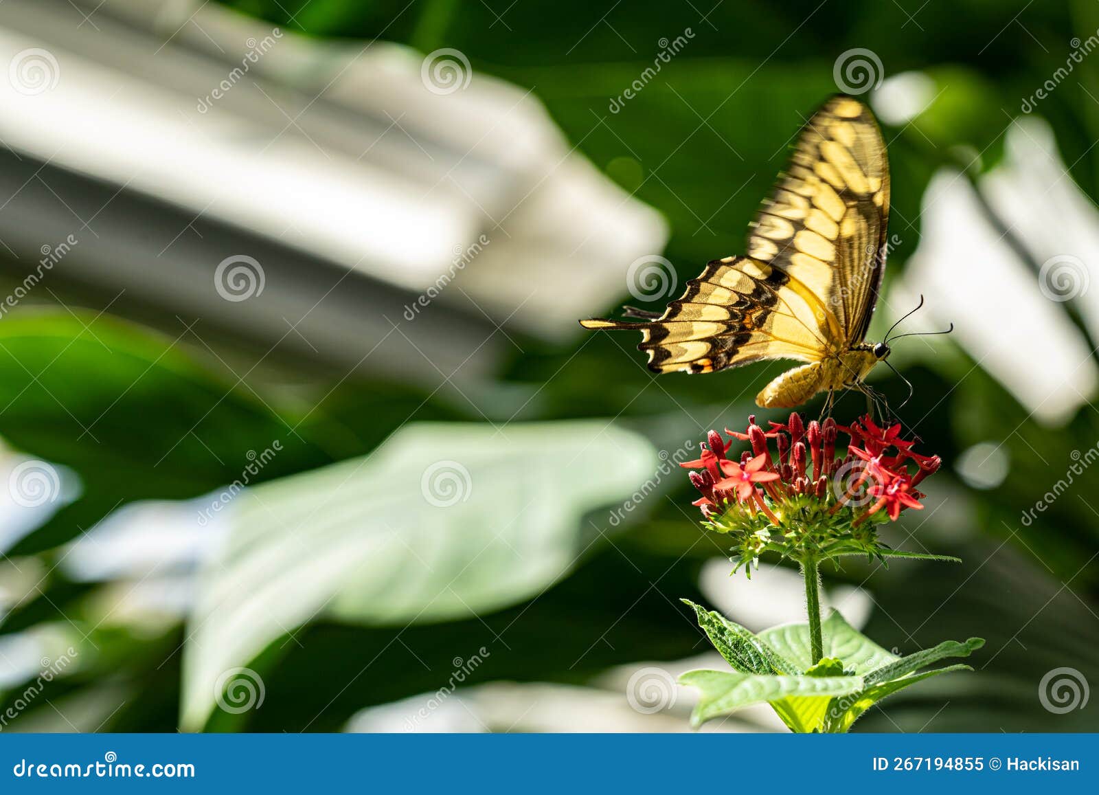 Big and Colored Butterfly on the Green Plant Stock Image Image of